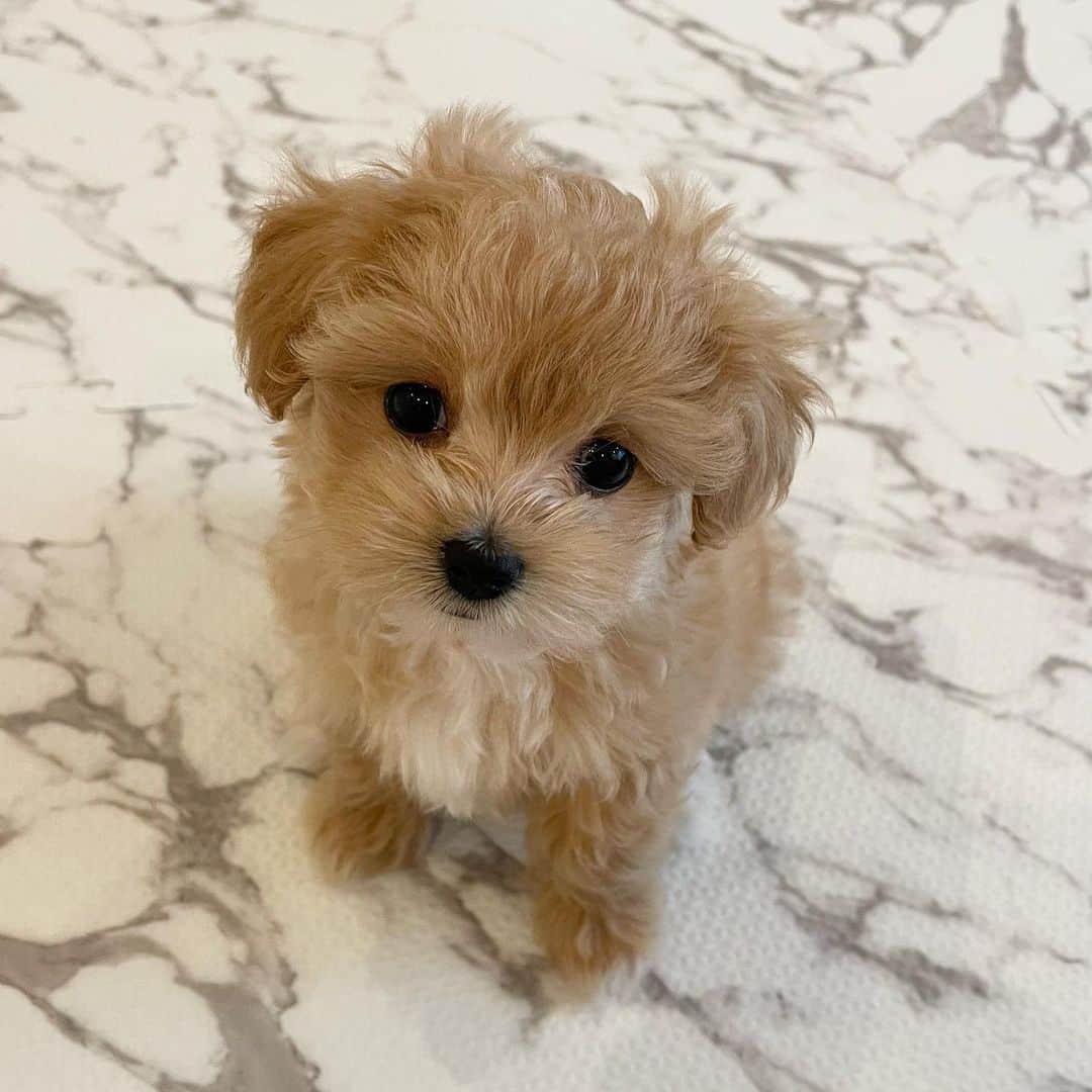 かなさんのインスタグラム写真 - (かなInstagram)「． はじめまして🧸🎀 マルプーのおもちちゃんです🤍🍼 ． 我が家に来た久しぶりの赤ちゃんに もう家族みんなでメロメロ🥹🩷🩷🩷 かわいくてかわいくてたまらない。。😭#親バカ ． 新しい家族が増えた我が家を よろしくお願いします🐶💕 ． ． #マルプー#チワワ#マルチーズ#トイプードル#mix犬#말티푸#멍스타그램#강아지#maltipoo#puppy」6月12日 17時04分 - kana_s0130