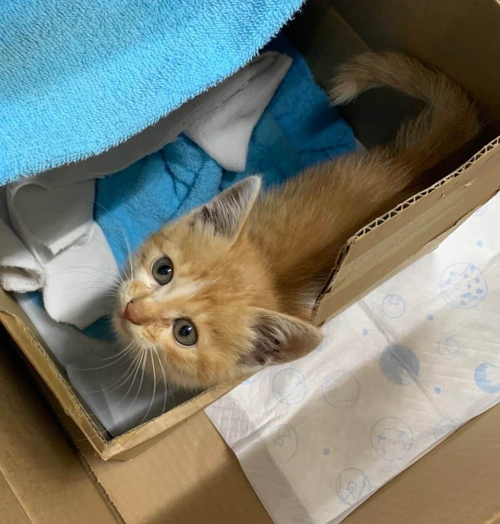 のインスタグラム：「仕事中に子猫を拾った。 さすがに見捨てられず飼い主を募ったら、部下が引き取って家族としてお迎えしてくれる事になった✨ 本当に良かった(^^) 俺自身も引き取ろうか考えたけど、うちには鳥がいるから無理だと思ってたから、ほんと良かった✨  #捨て猫 #猫 #cat  #ネコ」