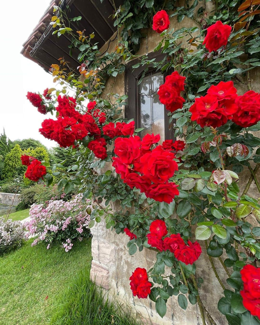 ひぐちしょうこさんのインスタグラム写真 - (ひぐちしょうこInstagram)「薔薇が見頃とのことで🌹 河口湖　音楽と森の美術館へ。 ほんとに素敵でした✨  #japan #japan_art_photography  #japantravel #travel #museum #rose」6月12日 18時34分 - higuchishoko