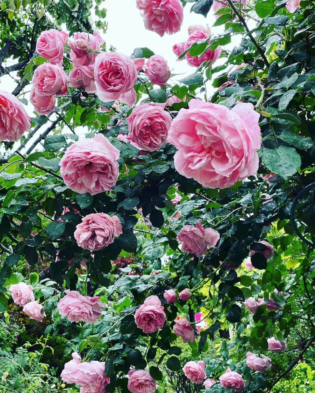 ひぐちしょうこさんのインスタグラム写真 - (ひぐちしょうこInstagram)「薔薇が見頃とのことで🌹 河口湖　音楽と森の美術館へ。 ほんとに素敵でした✨  #japan #japan_art_photography  #japantravel #travel #museum #rose」6月12日 18時34分 - higuchishoko