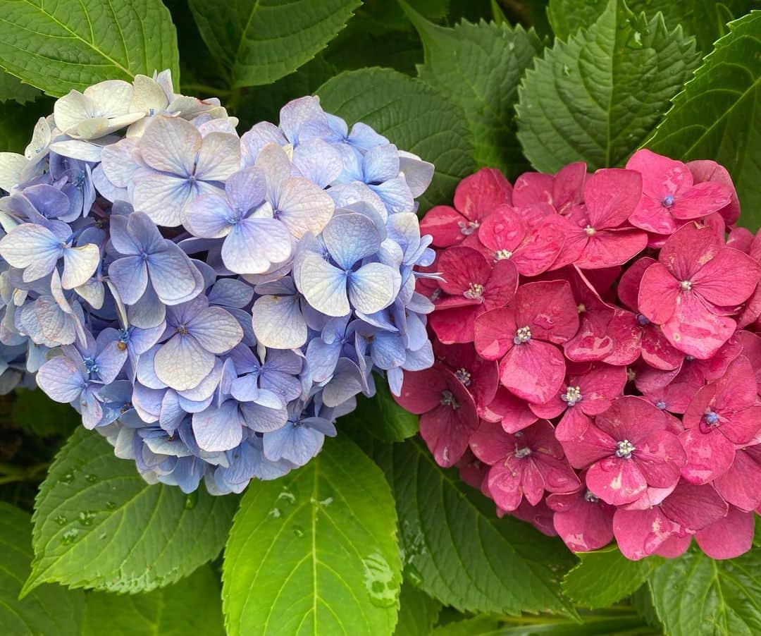 遠山景織子さんのインスタグラム写真 - (遠山景織子Instagram)「はーと🩵の形の紫陽花に出会ったよ✨梅雨☔️も楽しいね #梅雨 #日本の四季はすばらしい  #はーと #愛 #赤色紫陽花  #楽しいね #遠山景織子」6月12日 18時28分 - kyooko.9.tooyama