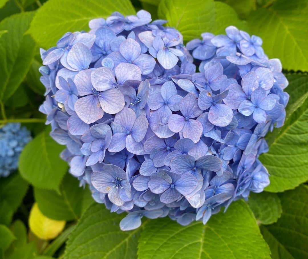 遠山景織子のインスタグラム：「はーと🩵の形の紫陽花に出会ったよ✨梅雨☔️も楽しいね #梅雨 #日本の四季はすばらしい  #はーと #愛 #赤色紫陽花  #楽しいね #遠山景織子」