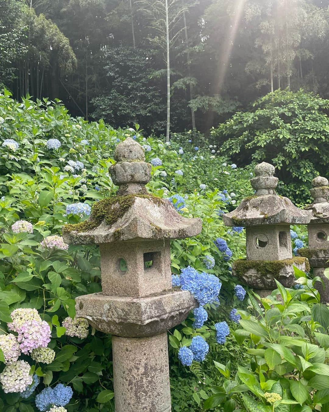 雨宮萌果さんのインスタグラム写真 - (雨宮萌果Instagram)「梅雨の折  湿気で髪がうねろうが  左眉上を夏の虫に刺されようが  紫陽花たちのお喋りに 心、華やぐ月照寺。  #山陰のあじさい寺 #松江 #紫陽花 #月照寺 #不昧公  #hydrangea #rainyday」6月12日 18時33分 - ame_moe_kichi0630