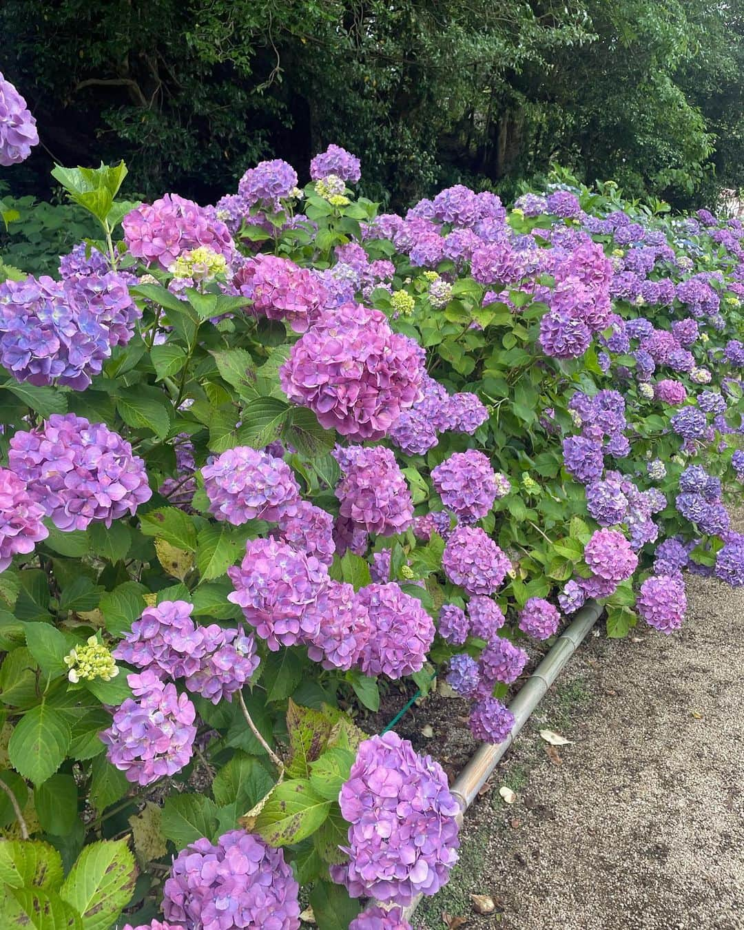 雨宮萌果さんのインスタグラム写真 - (雨宮萌果Instagram)「梅雨の折  湿気で髪がうねろうが  左眉上を夏の虫に刺されようが  紫陽花たちのお喋りに 心、華やぐ月照寺。  #山陰のあじさい寺 #松江 #紫陽花 #月照寺 #不昧公  #hydrangea #rainyday」6月12日 18時33分 - ame_moe_kichi0630