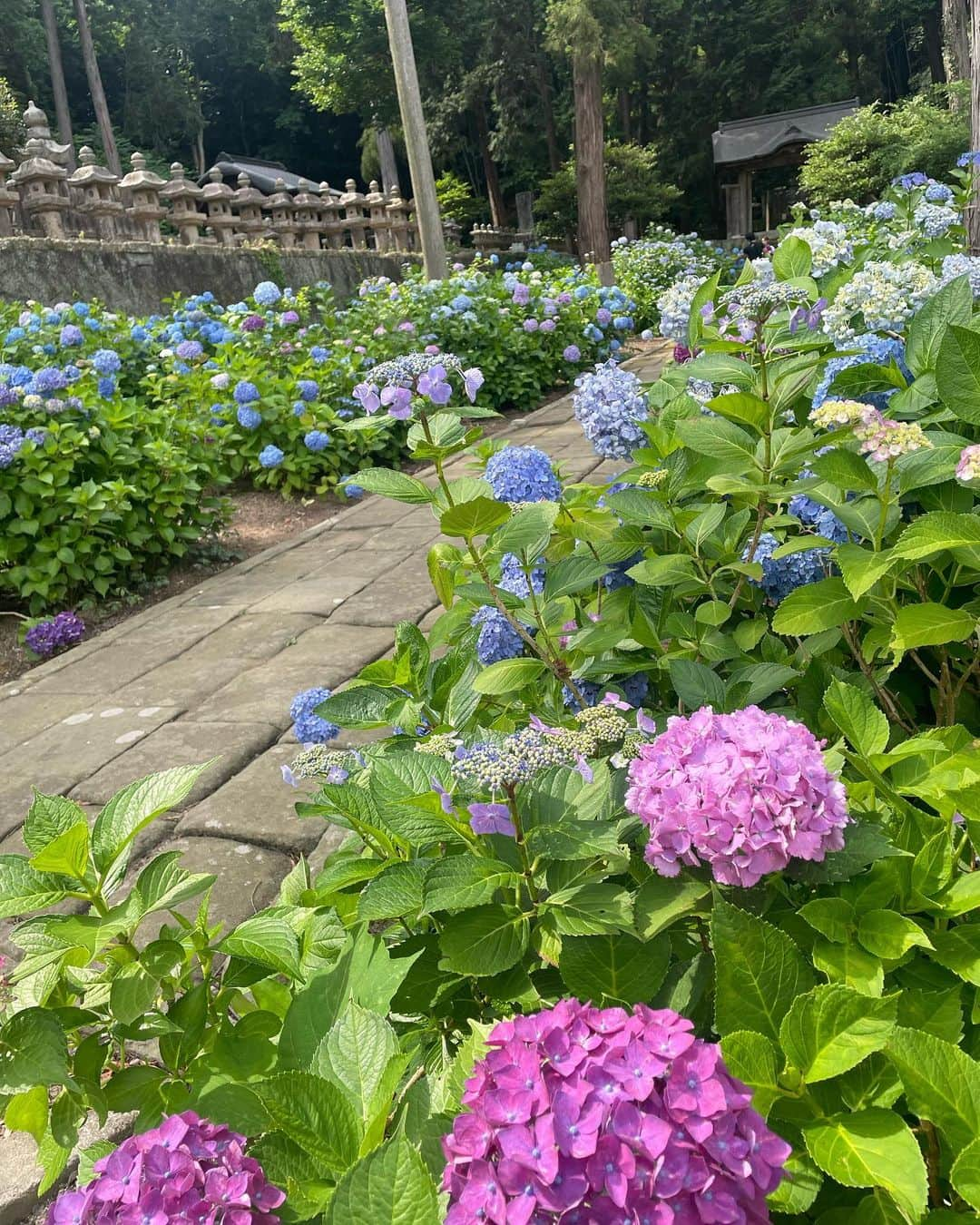 雨宮萌果さんのインスタグラム写真 - (雨宮萌果Instagram)「梅雨の折  湿気で髪がうねろうが  左眉上を夏の虫に刺されようが  紫陽花たちのお喋りに 心、華やぐ月照寺。  #山陰のあじさい寺 #松江 #紫陽花 #月照寺 #不昧公  #hydrangea #rainyday」6月12日 18時33分 - ame_moe_kichi0630