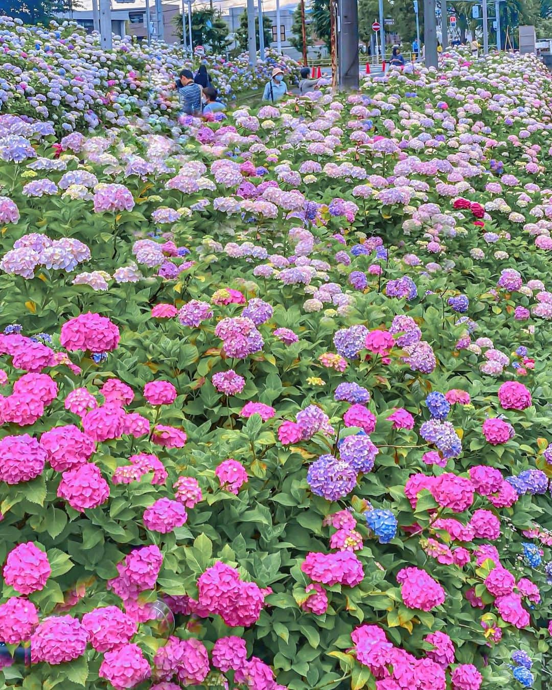 hama_aki_pppさんのインスタグラム写真 - (hama_aki_pppInstagram)「京都市伏見区#さすてな京都  Loation Kyoto Japan   2023.06.11   初めて訪れました🌸🌈🌸 川沿いにビッシリ#紫陽花  凄かったです 何より嬉しいのは紫陽花が咲いてる川沿いにはロープが張ってあって人が入れない事 人がワラワラ入ってしまって花が見えないってあるあるですよね😅 ココ、駐車場もあじさい見るのも無料です✌️   #神社仏閣  #日本の美しい花風景  #こころから  #関西でお写んぽ  #そうだ京都行こう  #おとな旅プレミアム  #タビジェニ　 #あじさいフェア  #紫陽花  #otonatabi_japan  #sorakataphoto  #jalan_travel  #deaf_b_j_  #ig_japan_  #ptk_japan  #histrip_japan  #visitjapanjp  #japanese_gardens  #loves_united_flora  #infinity_flowers  #lovely_flowergarden  #j_flower_shots  #photoshorttrip  #special_spot_legend  #beautiful_photo_jpn  #iphonephotography  #iphoneonly」6月12日 18時37分 - hama_aki_ppp