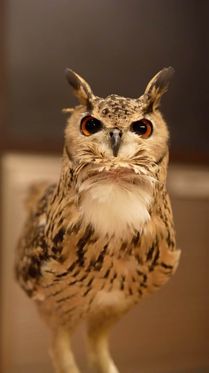 GEN3 Owlのインスタグラム：「ガルーの声を聞くと落ち着く @genz64  I feel relaxed when I hear his voice.  #owl #owlgaru #フクロウ」