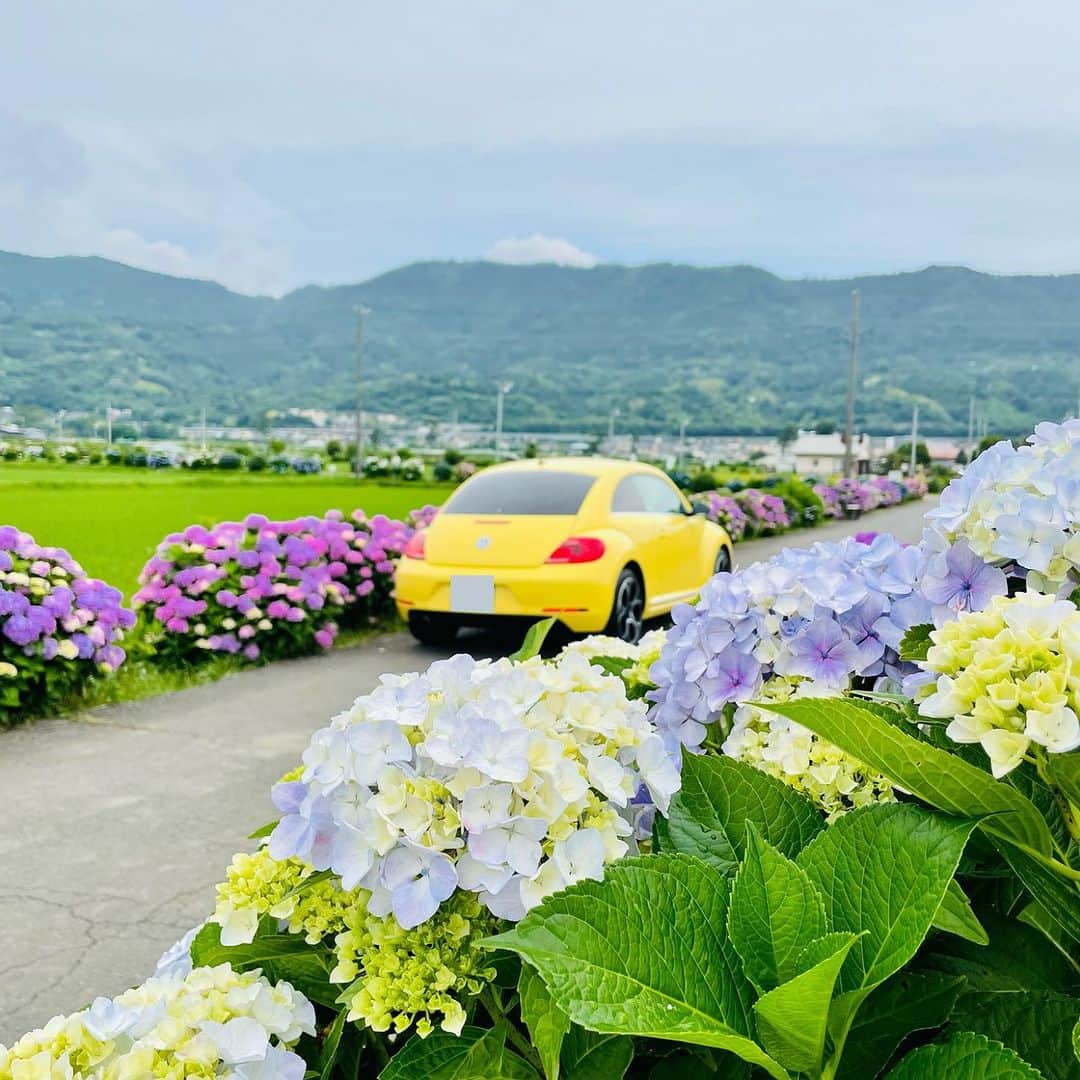 フォルクスワーゲンさんのインスタグラム写真 - (フォルクスワーゲンInstagram)「＼いいね！Volkswagen／  あなたは、梅雨をどう過ごす？ ①雨ばかりで憂鬱〜早く明けてほしい…☔ ②紫陽花とツーショットのチャンス！📸  笑っているように見えるから このビートルは後者のようですね😊  Photo by @mokiko_kさん  素敵なお写真ありがとうございます✨  本アカウントでは「 #ワーゲン 」のついた写真をシェアさせていただくことがあります。  #フォルクスワーゲン #ビートル #ザビートル #フォルクスワーゲンのある生活 #車好きな人と繋がりたい #梅雨 #紫陽花 #開成あじさいの里 #Volkswagen #VW #VWBeetle」6月12日 18時52分 - vw_japan