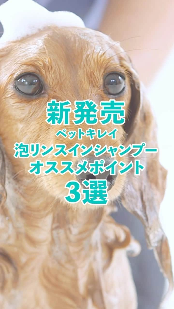 ライオン商事株式会社のインスタグラム：「\キャンペーン開催中‼️/  "ゴシゴシ洗い"していませんか？  やさしさ泡で、もふもふ洗い🐶🛀✨  ペットキレイ泡リンスインシャンプーは、 「泡立ていらず」でワンちゃんのデリケートな皮ふをやさしく洗えます♪ 大切なワンちゃんとのシャンプータイムを、 ペットキレイでもっと楽しもう😍  ～おすすめポイント3選～ 1️⃣泡で出るから手軽に洗える！ 2️⃣液だれしにくく、顔まわりも洗いやすい！ 3️⃣泡が地肌まで行き届き汚れ・ニオイをすっきり洗い流す！  ＼📣キャンペーン開催中‼️📣／ #もふもふ洗いチャレンジ　開催中です！ 泡シャンプーをしている写真や動画を撮影して応募してくださいね🌟 詳細はキャンペーン投稿をご確認ください。 （キャンペーン開催期間:2023/6/9~2023/7/31）  #おうちdeシャンプープロジェクト #ペットキレイ #ペットキレイキャンペーン #泡 #泡シャンプー #犬シャンプー #ペットシャンプー #ペット用品 #ペット用シャンプー #もふもふ洗い #もふもふ部 #もふもふ #シャンプータイム #イヌ #ワンコ #いぬスタグラム #いぬとの生活 #いぬ好きさんと繋がりたい #ワンコのいる生活  #イヌのいる暮らし #lionpet #ライオンペット #いぬとのくらし #イヌ部 #犬大好き部 #いぬとくらす #イヌのいる生活 @lion_pet_dog」