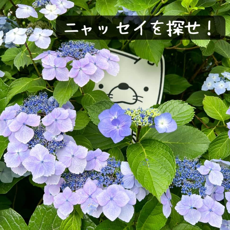 日本生命保険相互会社さんのインスタグラム写真 - (日本生命保険相互会社Instagram)「#梅雨入り が発表されましたね☂  梅雨は、雨の日が続くとモヤモヤしますが、紫陽花がきれいな季節でもあります！  きれいに咲く紫陽花の中に #ニャッセイ が・・・？ 見つけた方はコメント欄に「🐱」を送って、教えてくださいね♪  #ニャッセイを探せ  #梅雨　#紫陽花　#あじさい　#アジサイ #日本生命　#ニッセイ　#nissay　#今日と未来をつなぐ」6月12日 19時01分 - nissay_official