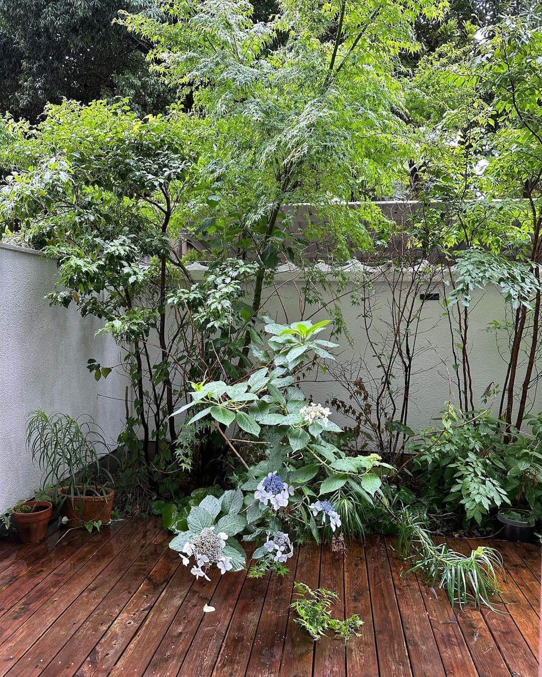 大橋未歩さんのインスタグラム写真 - (大橋未歩Instagram)「雨が続きますね。 庭がややジャングルです。 もみじもどこまで成長するんでしょ。  放置しているのにガクアジサイも 毎年花を咲かせてくれます。 強い☺️  #ガクアジサイ  #紫陽花」6月12日 19時03分 - o_solemiho815