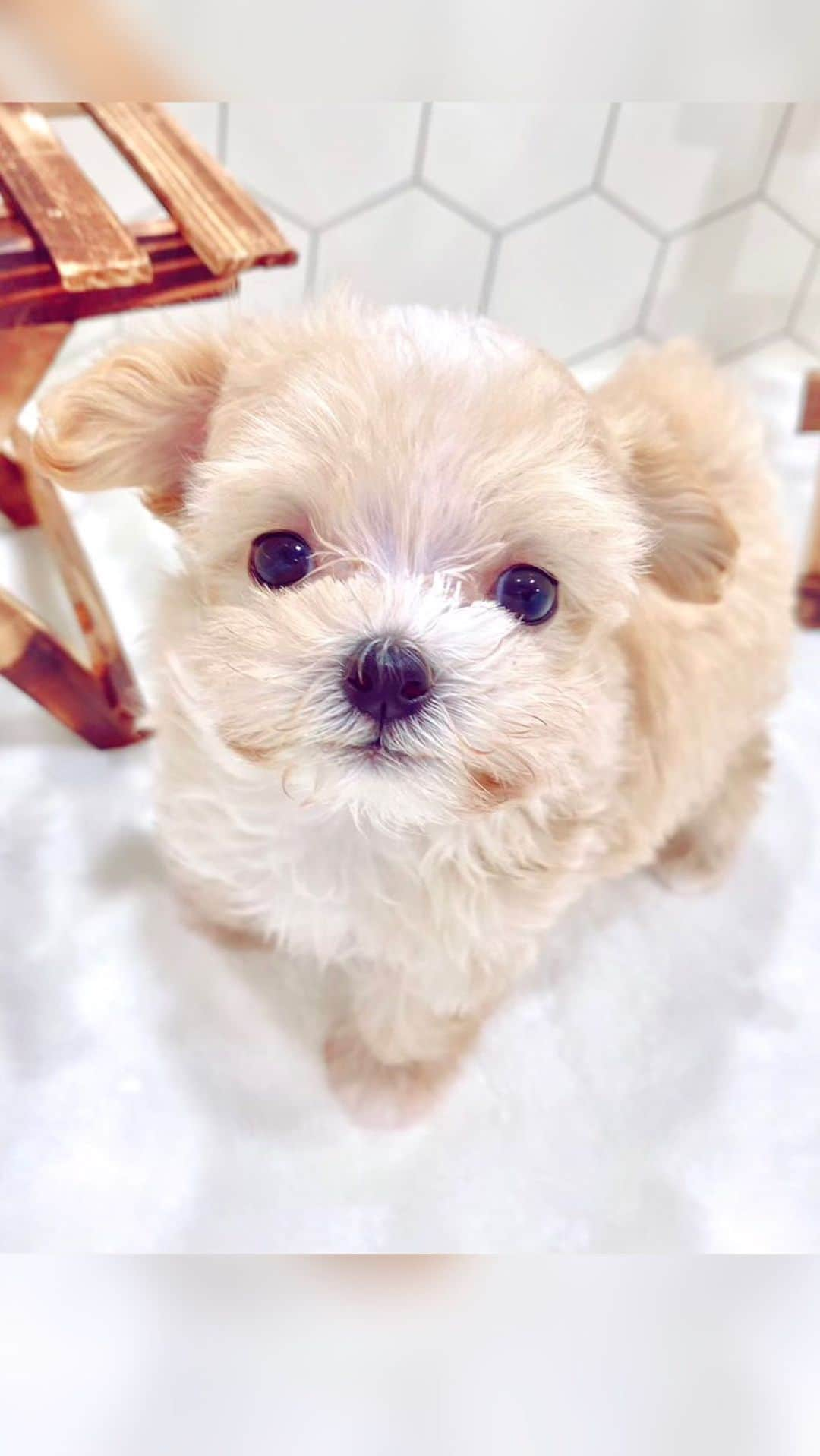 彩耶のインスタグラム：「𝕃𝕒𝕟𝕚  ラニ 🐶  新しく家族が増えました🤗💕    ハワイ語で " 天使🧚‍♀️" という意味の ラニ ✨と名付けたよ  寂しがりやの #まるぷー です🧡 これからよろしくね #ラニのいる生活  ༶༶༶༶༶༶༶༶༶༶༶༶༶༶༶༶༶༶༶༶༶༶༶༶༶༶༶༶༶༶༶༶༶༶༶ #まるぷー #まるぷー女の子 #まるぷー連合 #マルプー #マルプー子犬 #dogstagram #instadog #いぬすたぐら #犬のいる生活 #犬のいる暮らし#わんこ部 #わんこ #まるぷー女の子 #ペット初心者 #もふもふ #ふわもこ部 #わんこok #パピー #パピー犬」