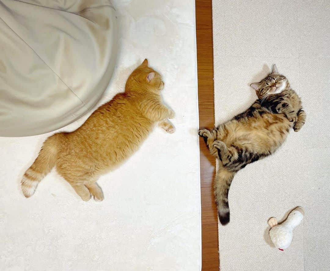 Purin_munchkincatのインスタグラム：「床に落ちてるふたり🐈 フォルムが可愛い〜💕 やっぱり床が一番涼しいのかなぁ。  #短足マンチカンのプリンとメル #マンチカン #茶トラ #キジトラ #短足 #短足マンチカン #子猫 #ねこ部 #cat #munchkincat #catstagram #ilovecat #ふわもこ部 #catloversclub #munchkinlovers #catsofinstagram #にゃんすたぐらむ #ねこのいる生活 #猫好きさんと繋がりたい」