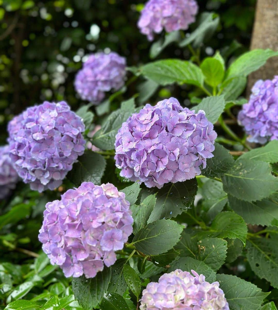 ochikeronのインスタグラム：「Beautiful June flower today 💜💙   #hydrangea #紫陽花 #あじさい #nofilter」