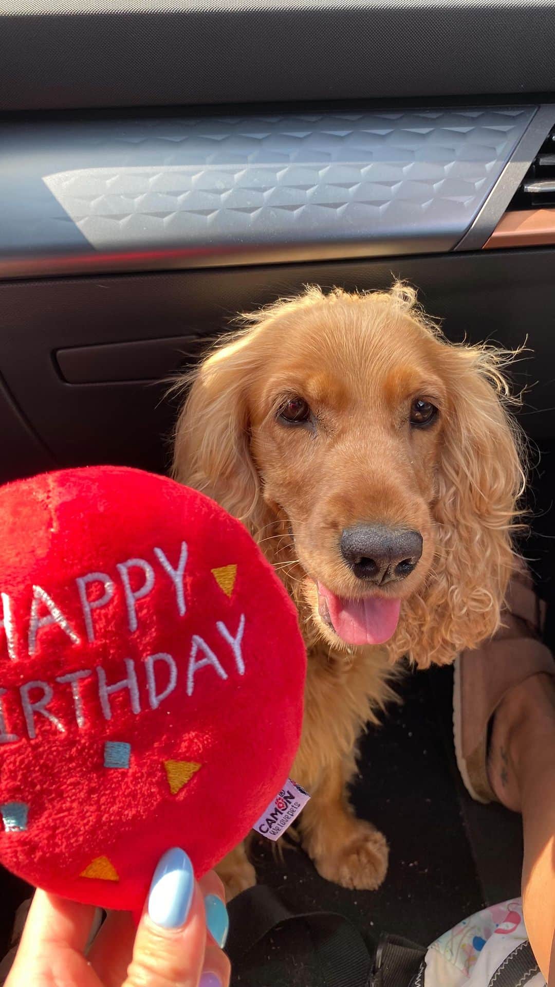 ファビオ・スコツォーリのインスタグラム：「6 anni fa nasceva la nostra cucciola Clara 🐶♥️ ogni anno sempre più carica e affamata 🤣 #happybirthday #claradilordbyron」