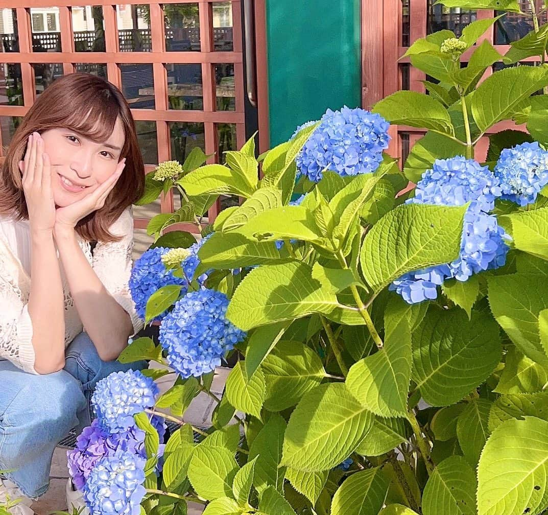 颯希有翔のインスタグラム：「💜💙  紫陽花がとっても綺麗な季節✨ 咲いてるとついつい立ち止まって眺めてしまうのです🪻 紫陽花って少しずつ色味が違うのが良いですよね！皆さんは何色の紫陽花が好きですか？☺️  #紫陽花 #あじさい  #梅雨 #シェルティ  #わんこのいる暮らし 🐶 #宝塚歌劇団 #月組  #宝塚og」