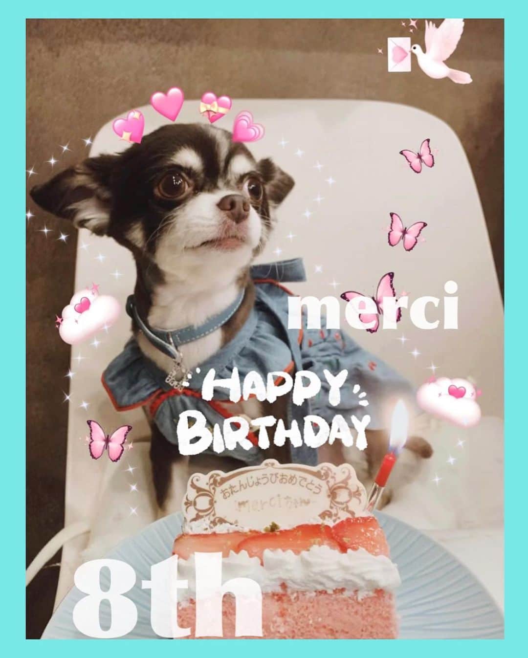 鈴木 あやのインスタグラム：「. 🐶 2023.05.03 🐾 めるの8回目の誕生日でした🧁 . ここまで何事もなく元気に 歳を重ねてくれて本当に感謝😭🙏🏻🤍  いつまでも赤ちゃん👶🏻みたいな 大天使めるち😭👏🏻👏🏻ﾄｵﾄｲ。  もっともっとだいすき🫶🏻を伝えよう🥹🪽 #Merci #めるしー #メルシー#めるたん #チョコタン #チワワ #ロングコートチワワ #ちわわ #8才 #めるの記録 #love #dog」