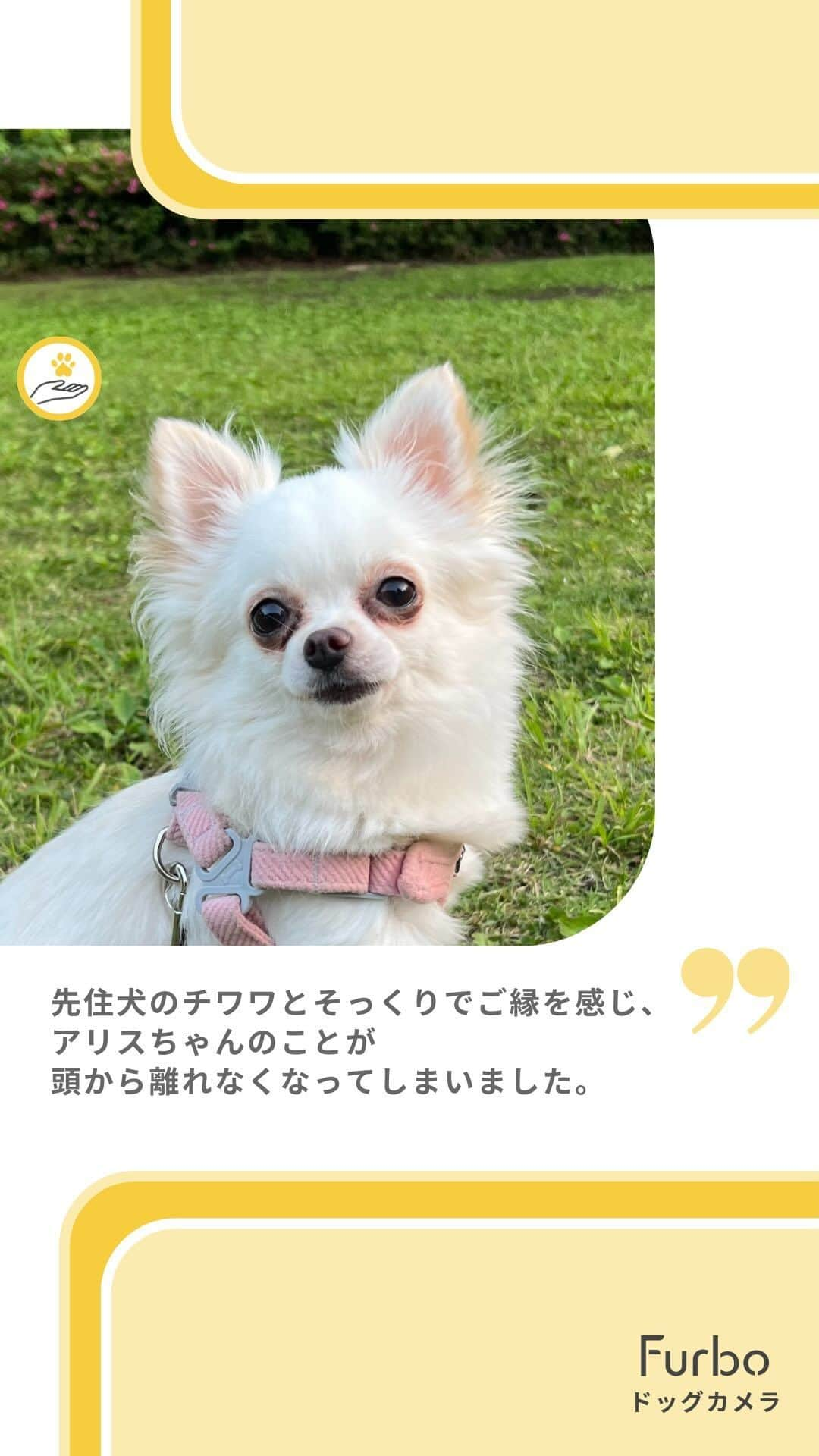 Furbo ドッグカメラのインスタグラム：「Furbo一台につき○○○円が保護動物のサポートに🐶✨ プロフィール🔗の「Furboチャリティ」から 金額をチェックしてみてください💛  ⇨ @furbo_japan      ⋯     昨年からご一緒させていただいている WOLF LADY 譲渡会では、  当日お迎えが決定したご家族に Furboドッグカメラ360°ビューを 1台無償提供しています！🎁✨  また、Furboのブースに 遊びに来てくださった方には、 非売品のFurboグッズも プレゼントさせていただきました🥰  先日の譲渡会の様子は 「譲渡会レポート」のリールから ご覧いただけます🔍✨     ⋯     #Furbo #ファーボ #犬すたぐらむ #わんすたぐらむ #犬好きさんと繋がりたい #わんこのいる生活 #かわいい犬 #わんこ部 #犬との暮らし #愛犬との暮らし #わんことの暮らし #保護犬 #保護犬を家族に #保護犬を飼おう #保護犬と暮らそう」