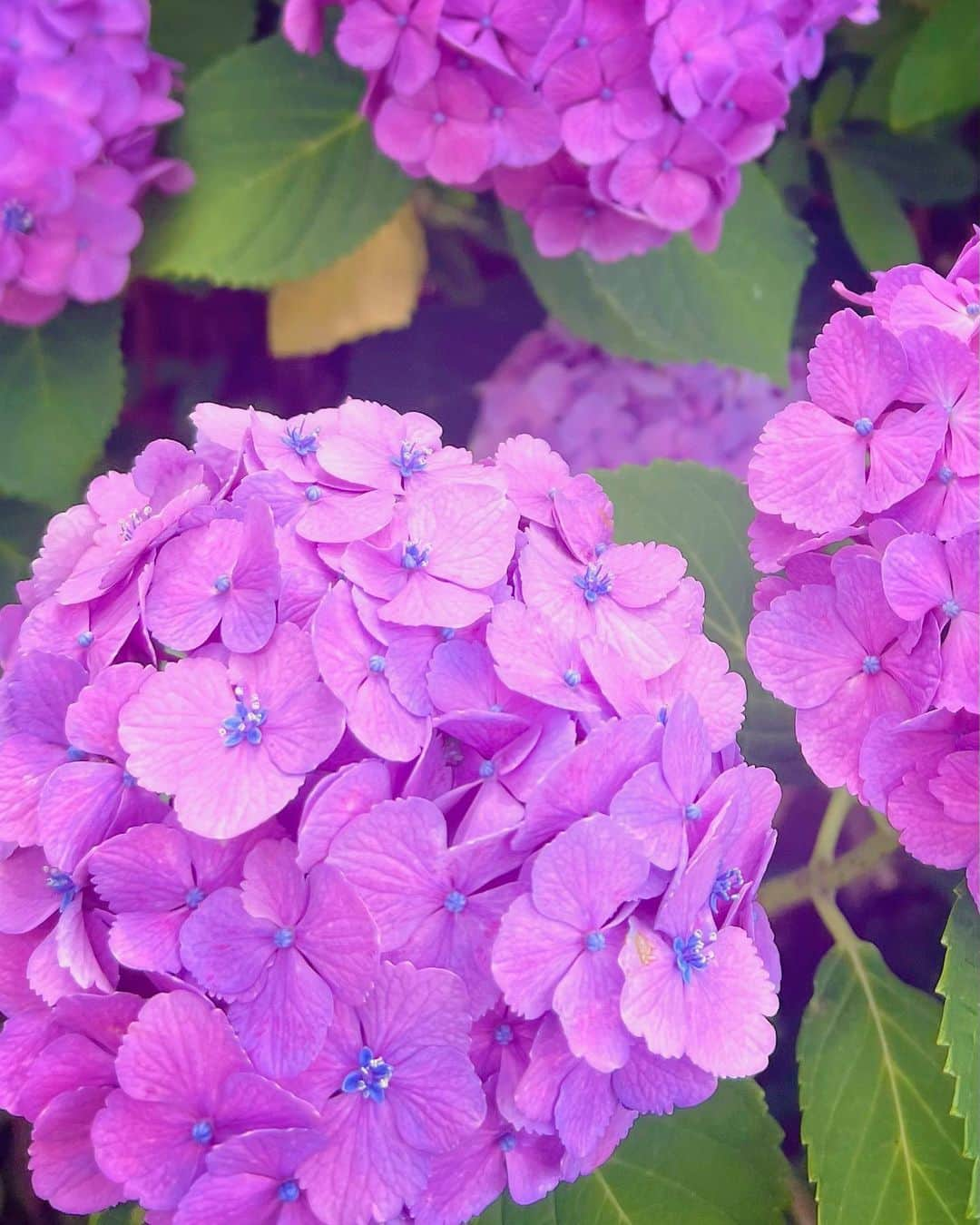 葉月祥子さんのインスタグラム写真 - (葉月祥子Instagram)「Beautiful Hydrangea🤍 ⁡ ⁡ It's like flowers blooming inside flowers🧚🤍 ⁡ ⁡ 花の中に、さらにまた小さな美しい花が咲いてる紫陽花🌸 ⁡ ⁡ 紫陽花の、多種多様な美しさ✨大好き✨ ⁡ ⁡ ⁡ 紫陽花💡知識🤍 ⁡ じつは紫陽花の原産国は日本で ⁡ 日本のガクアジサイ(写真2枚目)が 西洋に渡り ⁡ 改良されて逆輸入されたのが ⁡ 西洋紫陽花(写真1、3枚目)なんだって🤍 ⁡ ⁡ ⁡ NHK『趣味の園芸』ガーデンズエンジェルに出演していたとき、園芸の先生たちから、植物についてたくさんのことを教えていただきました🧚✨ ⁡ ⁡ 私の大切な大切な想い出🥰🫶🏻💐 ⁡ ⁡ #flower #花 #紫陽花 #6月 #june #梅雨 #西洋紫陽花 #ガクアジサイ #美しい景色 #植物図鑑 #花が好き #植物好きな人と繋がりたい #花の写真 #flowerspictures #美しい花 #beautifulflower #趣味の園芸 #ガーデンズエンジェル」6月12日 19時36分 - shokohazz210