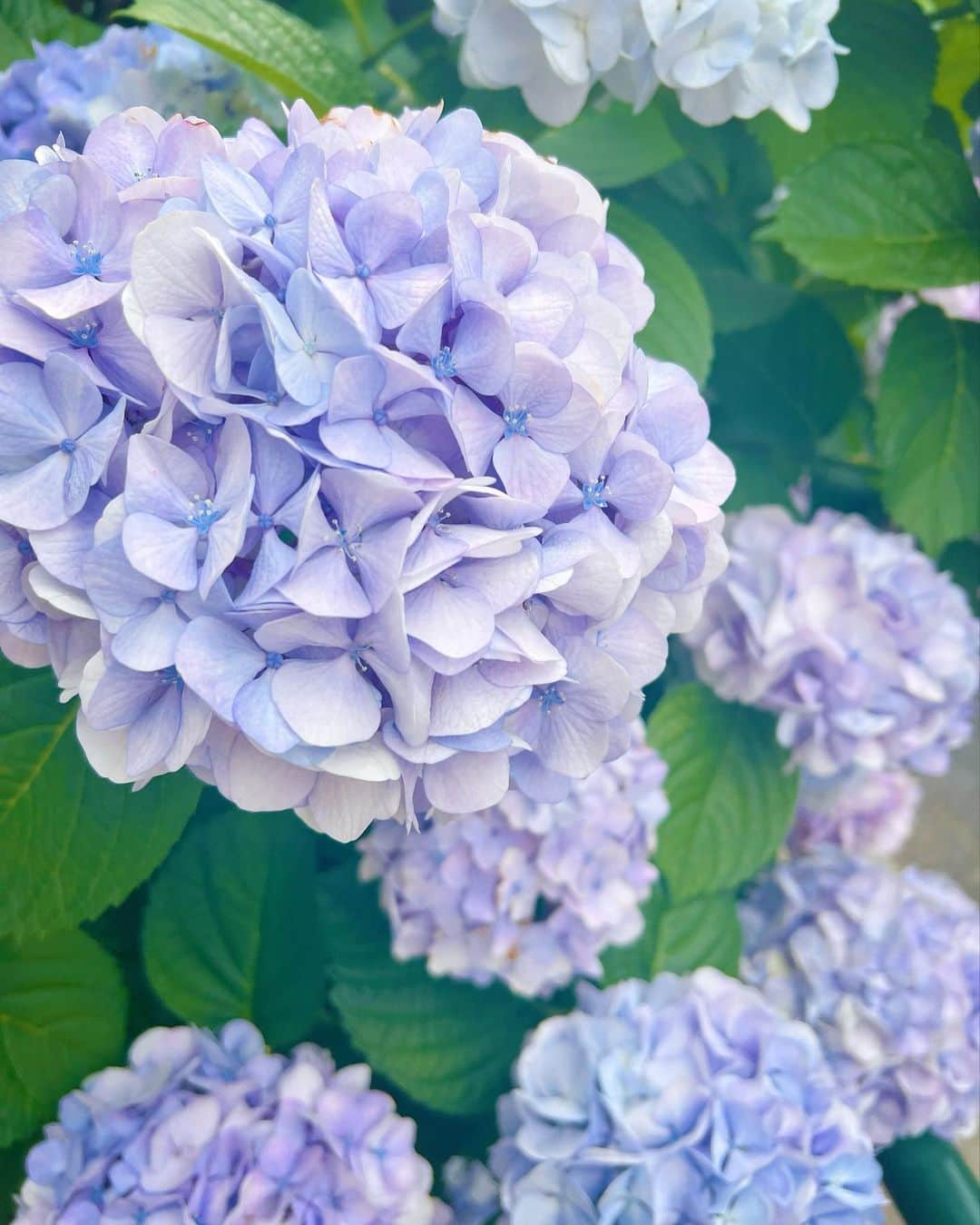 葉月祥子のインスタグラム：「Beautiful Hydrangea🤍 ⁡ ⁡ It's like flowers blooming inside flowers🧚🤍 ⁡ ⁡ 花の中に、さらにまた小さな美しい花が咲いてる紫陽花🌸 ⁡ ⁡ 紫陽花の、多種多様な美しさ✨大好き✨ ⁡ ⁡ ⁡ 紫陽花💡知識🤍 ⁡ じつは紫陽花の原産国は日本で ⁡ 日本のガクアジサイ(写真2枚目)が 西洋に渡り ⁡ 改良されて逆輸入されたのが ⁡ 西洋紫陽花(写真1、3枚目)なんだって🤍 ⁡ ⁡ ⁡ NHK『趣味の園芸』ガーデンズエンジェルに出演していたとき、園芸の先生たちから、植物についてたくさんのことを教えていただきました🧚✨ ⁡ ⁡ 私の大切な大切な想い出🥰🫶🏻💐 ⁡ ⁡ #flower #花 #紫陽花 #6月 #june #梅雨 #西洋紫陽花 #ガクアジサイ #美しい景色 #植物図鑑 #花が好き #植物好きな人と繋がりたい #花の写真 #flowerspictures #美しい花 #beautifulflower #趣味の園芸 #ガーデンズエンジェル」