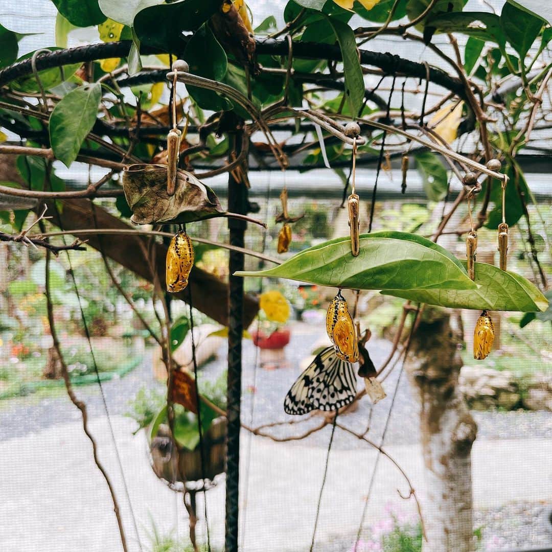 山本美月さんのインスタグラム写真 - (山本美月Instagram)「☾𓈒𓂂𓏸  6月16日公開 映画『忌怪島』  奄美大島の思い出★  ビッグツー裏の蝶々ゾーンにて。 オオゴマダラが美しかった。  オオゴマダラのサナギは金色で綺麗です。  見ていたら一瞬、肩に止まってくれました。 ありがとう( ◜ω◝ )   #忌怪島」6月12日 19時48分 - mizuki_yamamoto_official