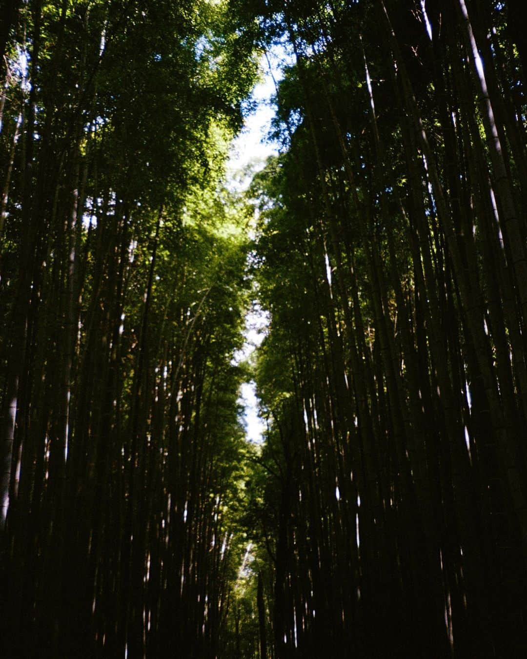 アレクサ・ロジーさんのインスタグラム写真 - (アレクサ・ロジーInstagram)「i’ve dreamed of japan my whole life. i found some rolls of film i forgot about from march. with the exception of the couple wonderful days i spent with @brandichang, i was solo. traveling alone has been one of the best things i’ve done for myself. it has made me so confident and pushed me to expand my mind. i’ve felt the safest i’ve ever felt in japan. if you have been wanting to travel solo, i highly highly recommend.」6月13日 5時36分 - alexalosey