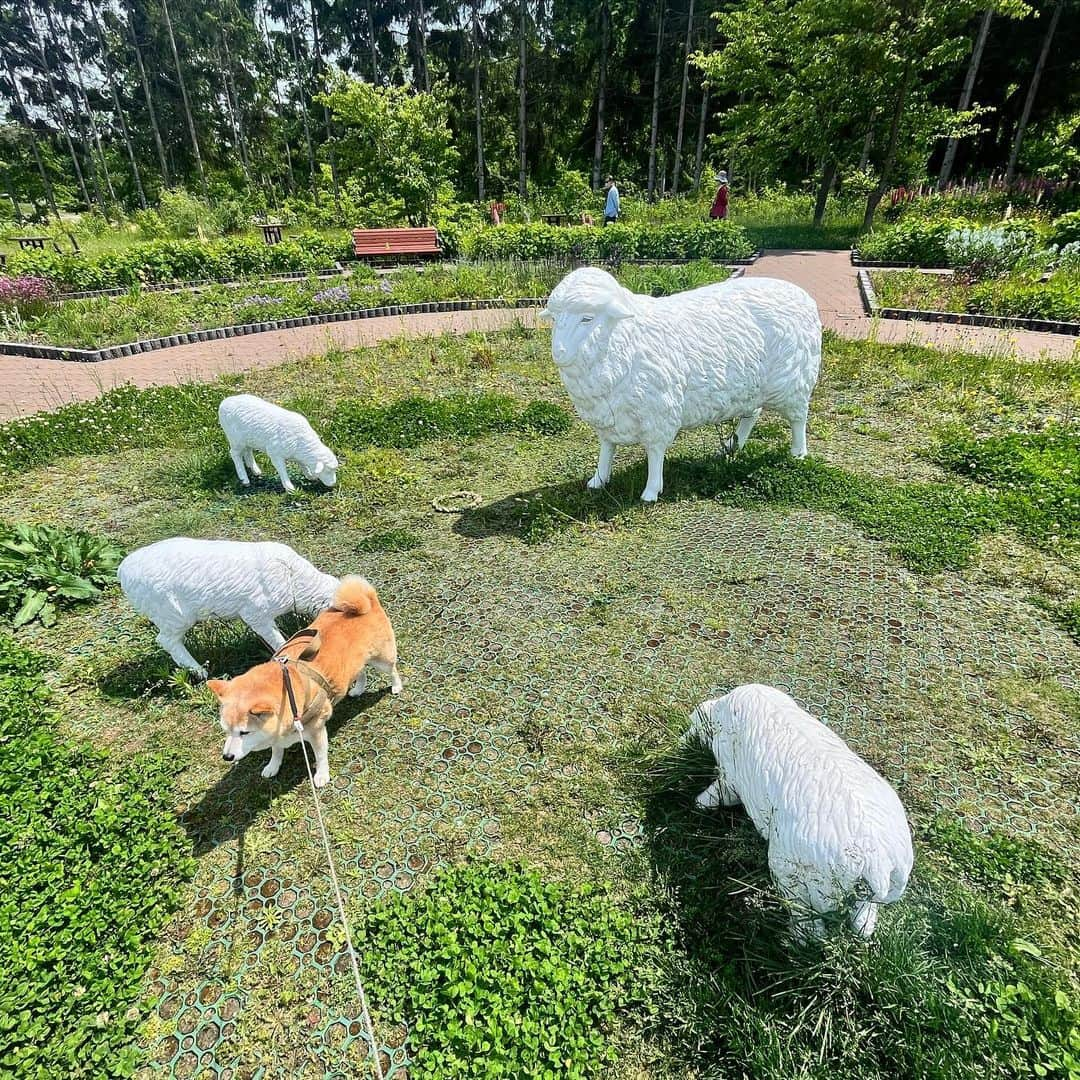 マル子のインスタグラム：「可愛い家族に仲間入り🐏  ステキな森🌳で空回り  #マル子  #マル子銀ちゃん2023春  #今日フェリーに乗ります #揺れるかな」