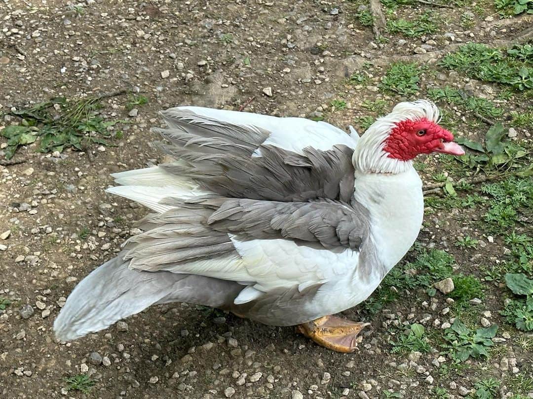 ギーザー・バトラーのインスタグラム：「Had a visit from this stranger  today. #muscovyduck」