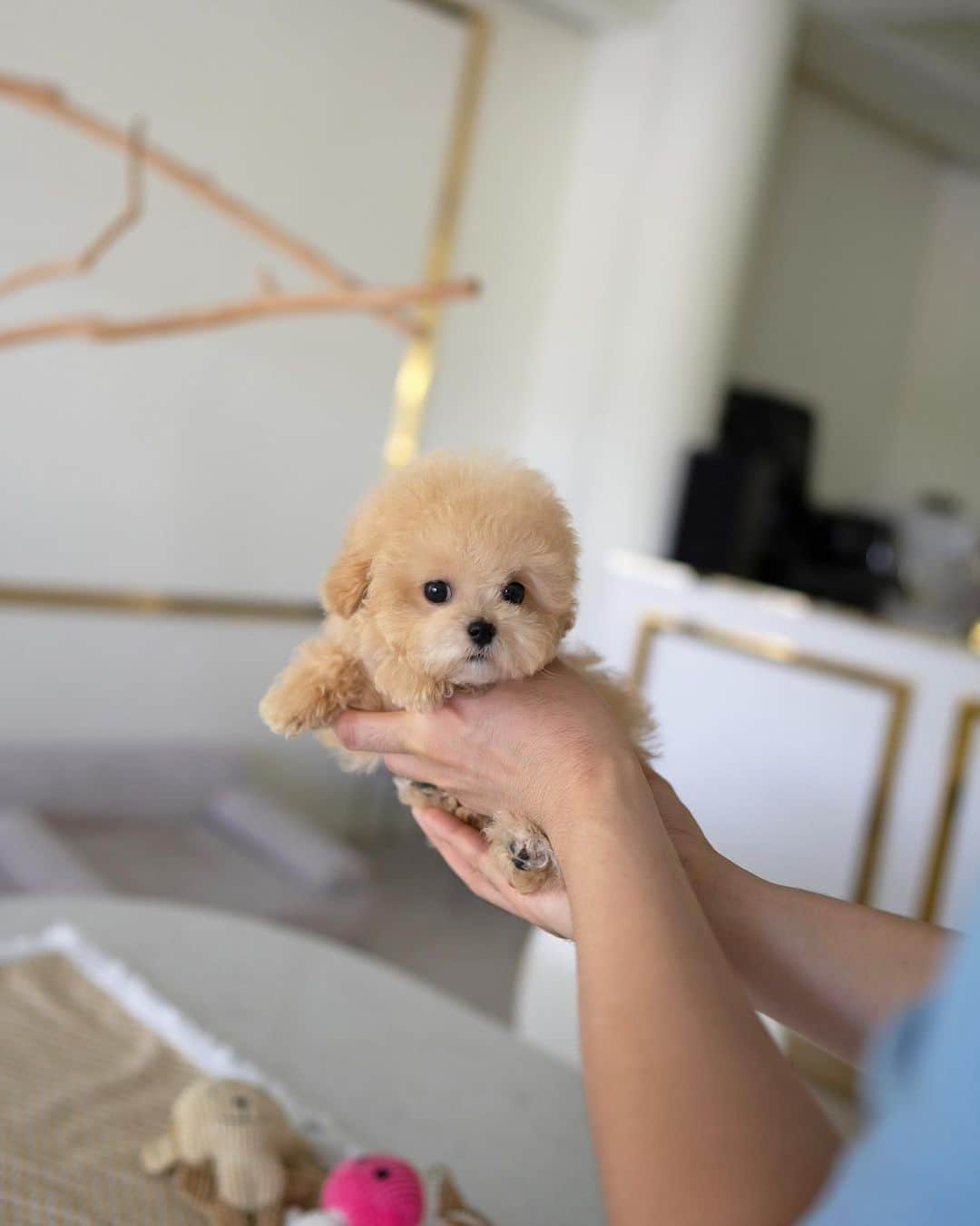 Rolly Pups INCさんのインスタグラム写真 - (Rolly Pups INCInstagram)「Apple the cream Poodle is 4 months old and right at 2 lbs! Perfectly round head and big black round eyes gives her a lovely look! 💋」6月13日 6時39分 - kpups.official