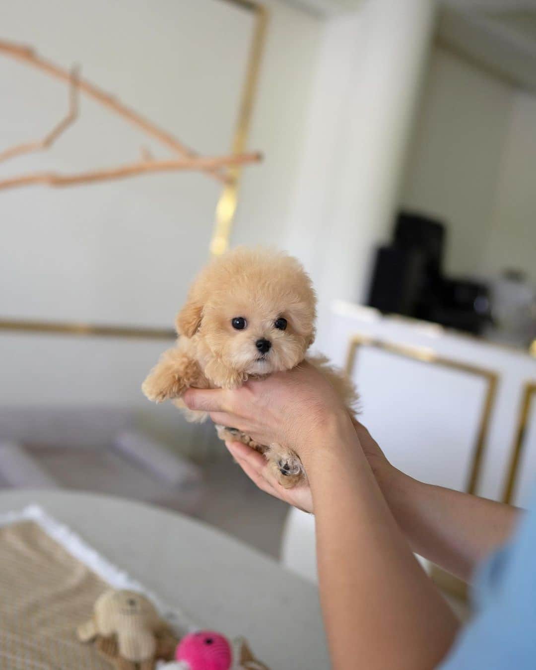 Rolly Pups INCさんのインスタグラム写真 - (Rolly Pups INCInstagram)「Apple the cream ...