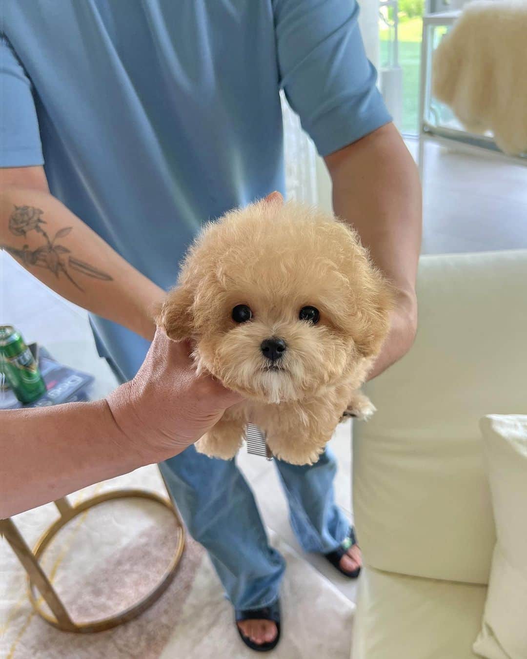 Rolly Pups INCのインスタグラム：「Apple the cream Poodle is 4 months old and right at 2 lbs! Perfectly round head and big black round eyes gives her a lovely look! 💋」