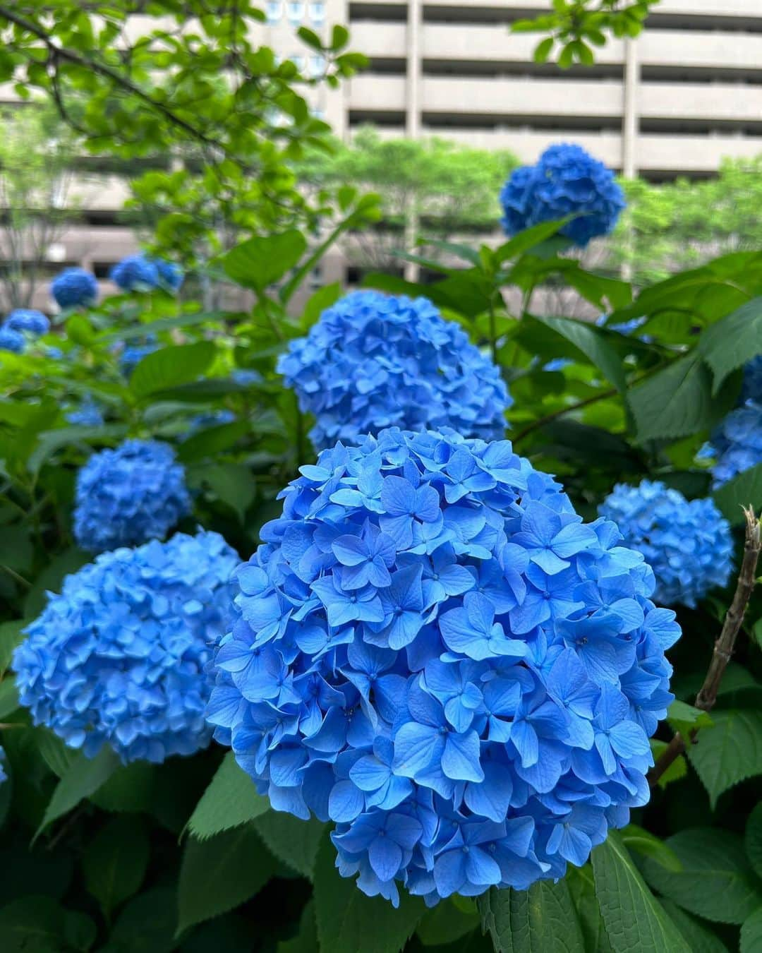 上坂由莉さんのインスタグラム写真 - (上坂由莉Instagram)「歩いてたらめちゃくちゃ綺麗な 紫陽花が沢山咲いてました💙🩵 ⁡ ⁡ 紫陽花スポット沢山あるけれど、 実は御池通のここが一番綺麗だったり🤭 ⁡ ⁡ お気に入りのワンピース👗💙 梅雨の下がりやすい気分も上がる🩵 ⁡ ⁡ #紫陽花 #紫陽花スポット #京都 #京都旅行 #京都旅 #御池通の紫陽花 #御池通 #京都観光スポット #梅雨 #ワンピース #紫陽花コーデ #ブルーコーデ #ブルベ #シンプルコーデ #大人かわいい #大人ワンピ #夏ワンピ」6月12日 21時51分 - yuri_yoga.727