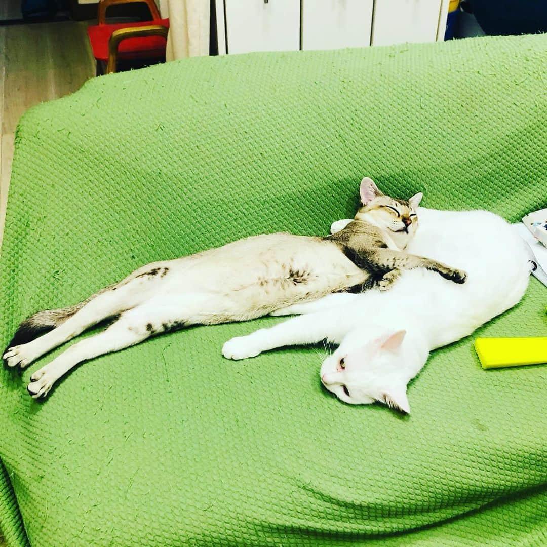 水谷さるころのインスタグラム：「最近猫が朝5時前に起こしにくる。お腹減ってるのかなぁと寝る前にごはんをあげる。しかし、変わらずに5時前に起こしにくる。おファルにゃんはここ最近たて続けにリビングのクッションにオシッコしまくり…。梅雨なのにやめてほしい。何が不満なの…！　家族みんなゼルダに夢中なのが嫌なのかしら…（時期的には同じだけど多分関係ない）　#おファルにゃん　#おチェルにゃん」