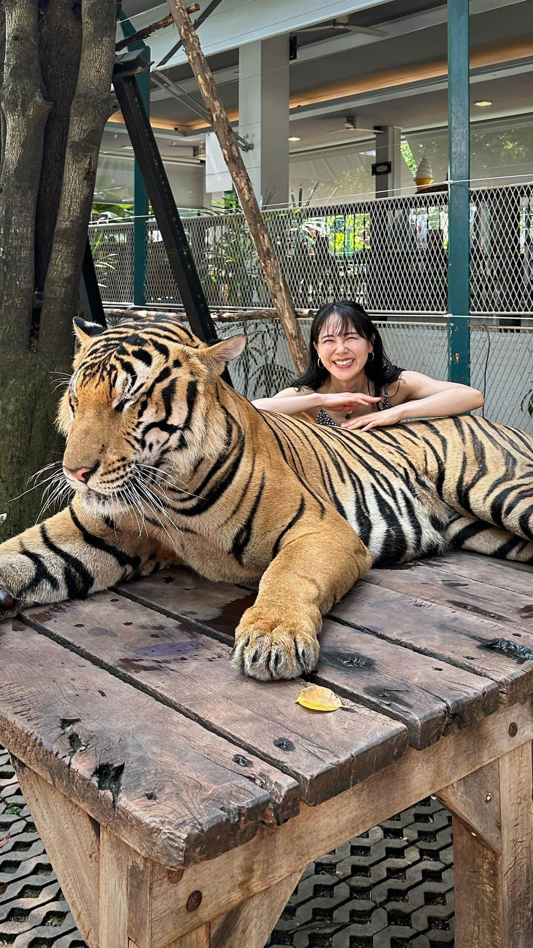 りーまるのインスタグラム：「3歳の頃の夢が叶いました🐅🇹🇭 詳細はキャプチャで！✨ ・ ・ 📍タイガーパークパタヤ  事前にネットでチケット買うと 安く行けます！ @kkdayjp で私は予約したけど、 半額くらいになりました🙆‍♀️💓  こちらは ビックサイズの虎さんです🐅✨ （夢が叶って嬉しかったなぁ💓）  スモール、ミディアムサイズも居て 大きさや何頭に会うかで 値段異なります📝  #パタヤ旅行  #パタヤビーチ  #パタヤ #タイ旅行 #タイガーパーク #タイガーパークパタヤ  #tigerparkpattaya  #旅好き女子  #りーまる旅  ・ ・ ・ ・ #スワンナプーム国際空港  #バンコク旅行 #タイ旅行2023 #海外旅行2023 #海外旅行好きと繋がりたい #タビジョと繋がりたい#ひとり旅#1人旅#りーまるコーデ」