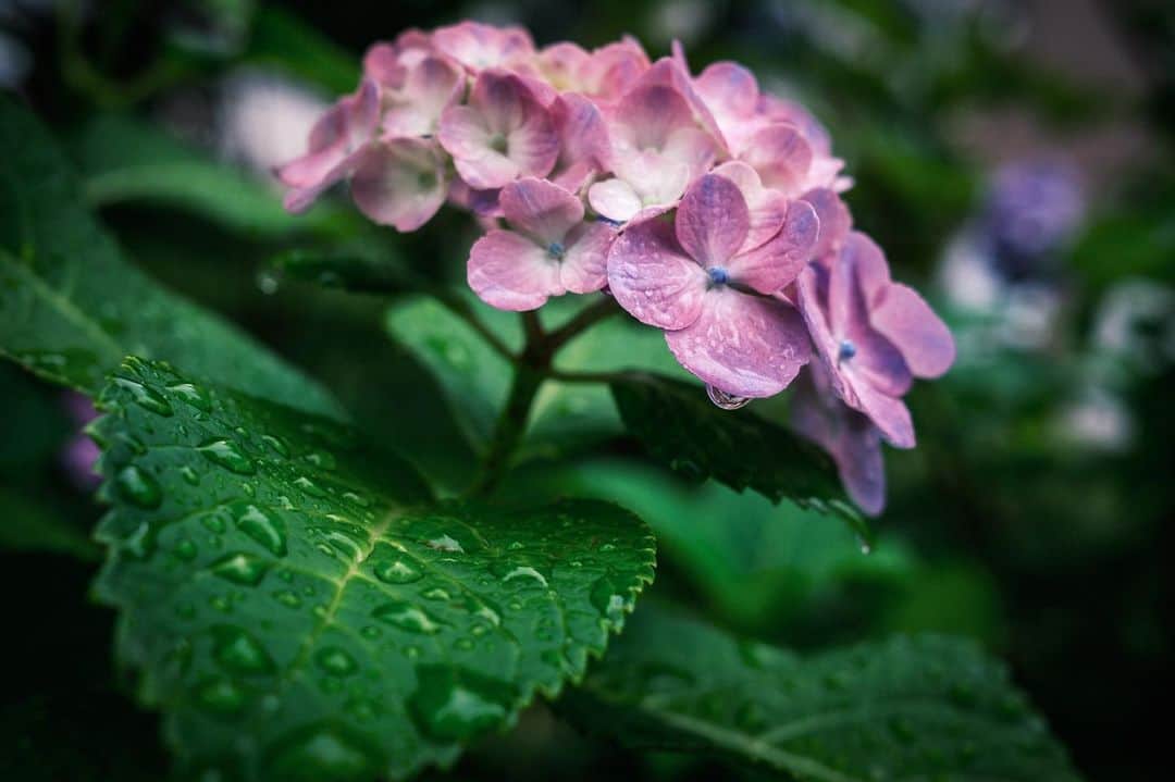 のインスタグラム：「今日の往路紫陽花。梅雨っていますね^^ #紫陽花  #x100v」