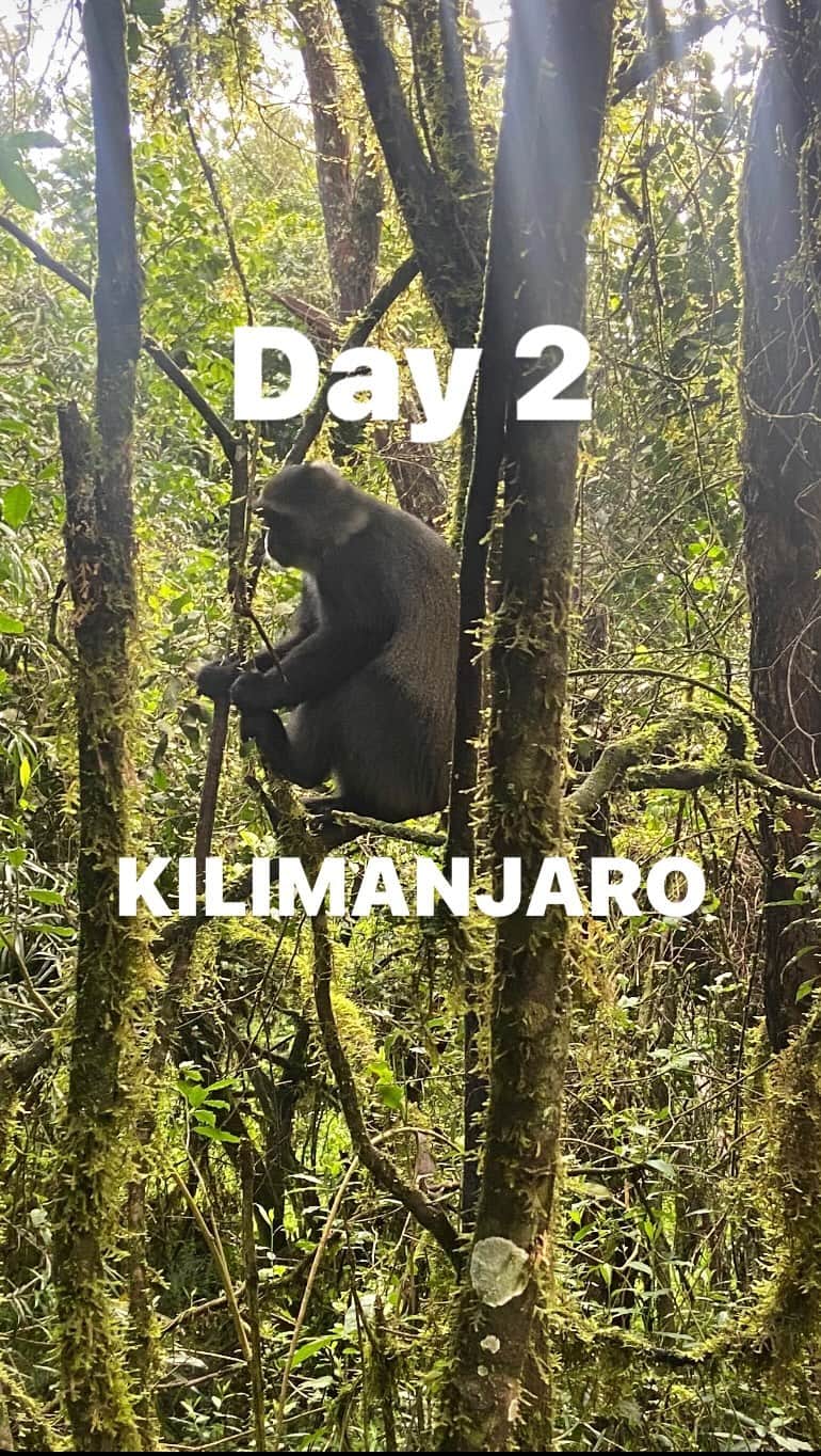 ブリージャ・ラーソンのインスタグラム：「Day 2: Forest Camp to Shira One Camp Elevation (ft): 9,500ft to 11,500ft Distance: 8 km Hiking Time 7-8 hours Habitat: Moorland Full Board at Shira One Camp We continued on the trail leading out of the forest and into a savannah of tall grasses, heather, and volcanic rock draped with lichen beards. As we ascended through the lush rolling hills and cross several streams, we reached the Shira Ridge before dropping gently down to Shira 1 camp. The view of Kibo from across the plateau was amazing🤩   Thank you @kilimanjaro_nature_tours for keeping us safe and creating a fun and memorable hike for day two!   #kilimanjaro #tanzania #day2 #altitudehikes」