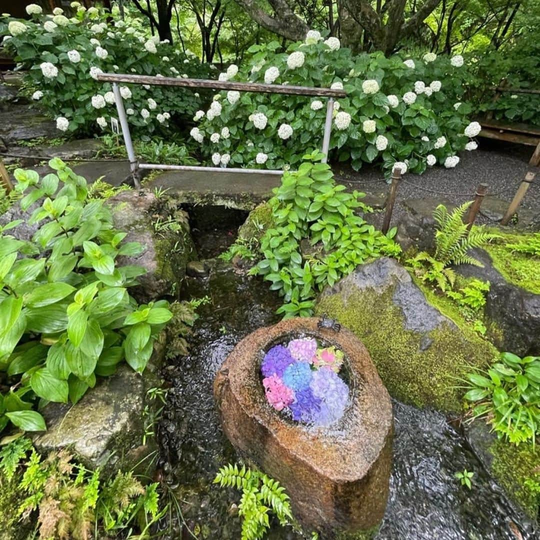 假屋崎省吾さんのインスタグラム写真 - (假屋崎省吾Instagram)「一条恵観荘に紫陽花を見に行ってきました〜っ✨  入館料を支払って美しい青紅葉を見ながら門をくぐると、美しいしつらえが😻  美のオーラに包まれ、歴史の勉強もできました〜っ🙌  #假屋崎省吾 #カーリー #一条恵観荘 #紫陽花 #花 #歴史 #勉強」6月12日 23時04分 - shogo_kariyazaki_official