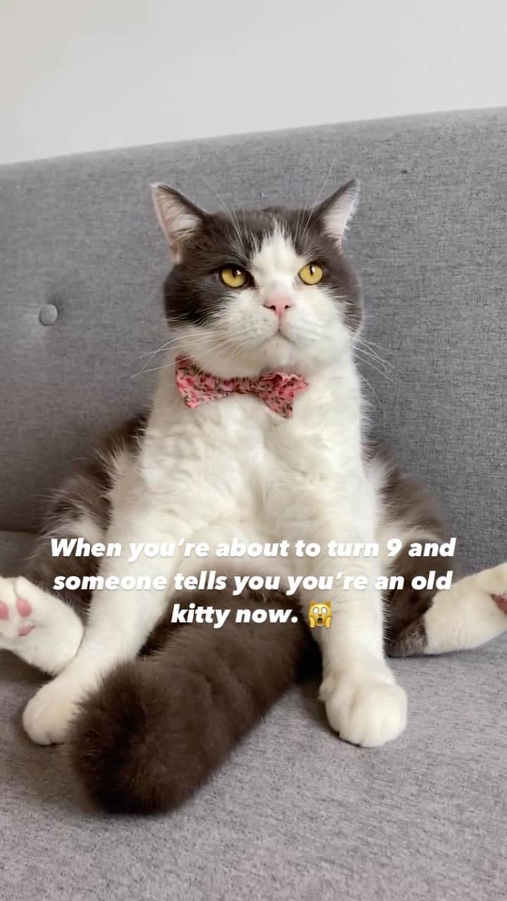 catinberlinのインスタグラム：「This guy turns 10 soon! (wrongly wrote 9 in the video)Can you believe it?! 😭Have you already been here when we got him? ❤️ catinberlin.com  #catinberlin #cats #cat #katze #catsofinstagram #catstagram #pets #pets #cute #adorable #weeklyfluff #reel #reelsinstagram #reels #reelsvideo #funny #lovecats #loveanimals #chat」