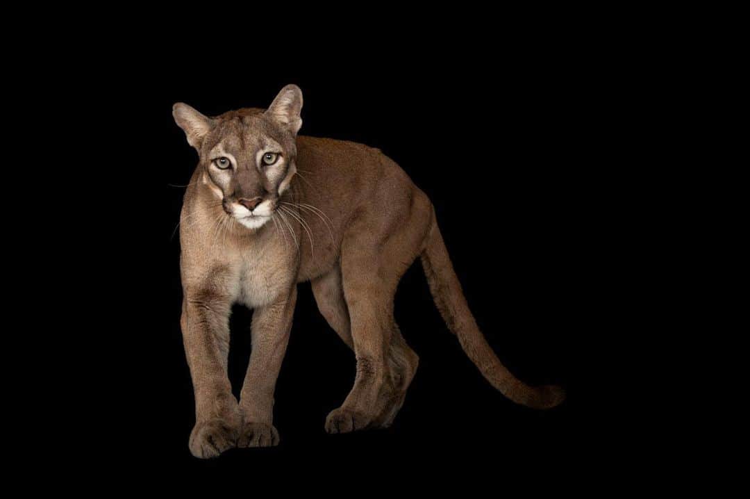 Joel Sartoreさんのインスタグラム写真 - (Joel SartoreInstagram)「The Florida panther - the last big cat surviving in the eastern United States and the state animal of Florida, has the power to inspire the protection of millions of acres of wild Florida, save working lands, and keep the Everglades out of harm's way from sprawling development that is currently consuming more than 100,000 acres of wildlife habitat every year. Dedicated conservationists are hard at work protecting panthers like Lucy and the spaces they need to survive, but they need your help. Keep yourself informed and use your voice to advocate for wildlife so their stories do not fade from view. Photo taken @zootampa.   #CougarDay #panther #cat #bigcat #Florida #Lucy #animal #wildlife #photography #animalphotography #wildlifephotography #studioportrait #PhotoArk @insidenatgeo」6月12日 23時58分 - joelsartore