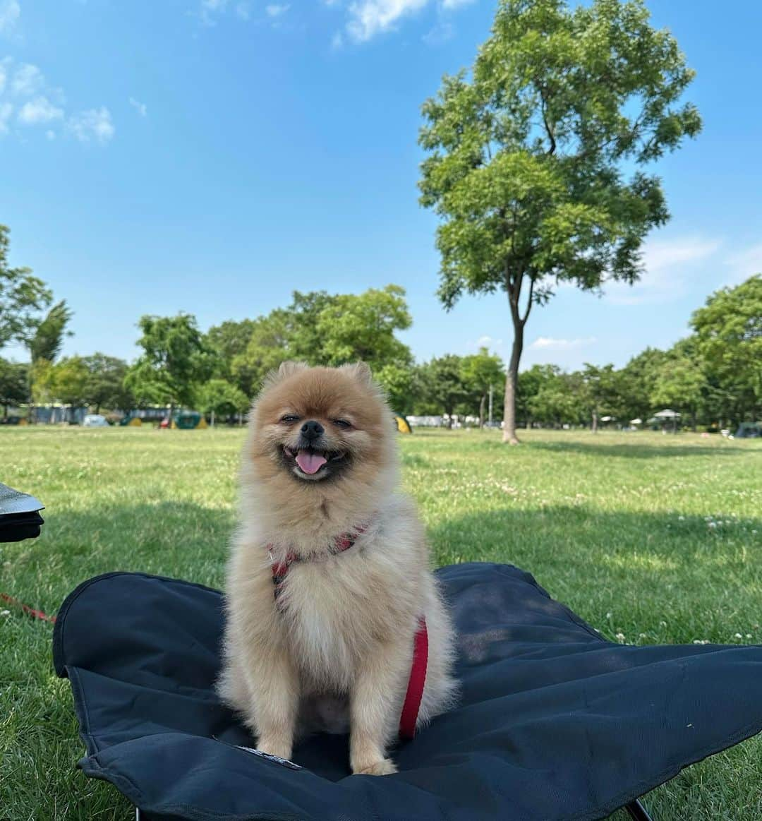 キム・ソラさんのインスタグラム写真 - (キム・ソラInstagram)「• 내집마련🏕️ 마루랑 캠크닉💕  #캠크닉 #camp #picnic」6月13日 0時10分 - sora.o_o