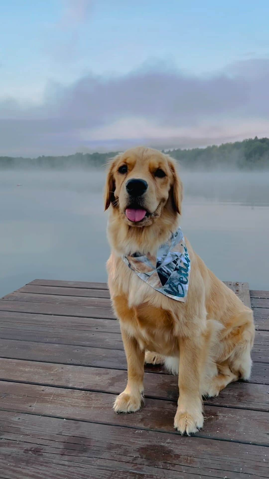 モヒートのインスタグラム：「If you’ve ever met these two in person- you know it’s accurate 😂😂😂 what do you think Skywalker’s warrants would be for? #petlovers #dogmom #catlife #goldenretriever #dogsofinstagram #cutedogs #catsofinstagram #dogreels」