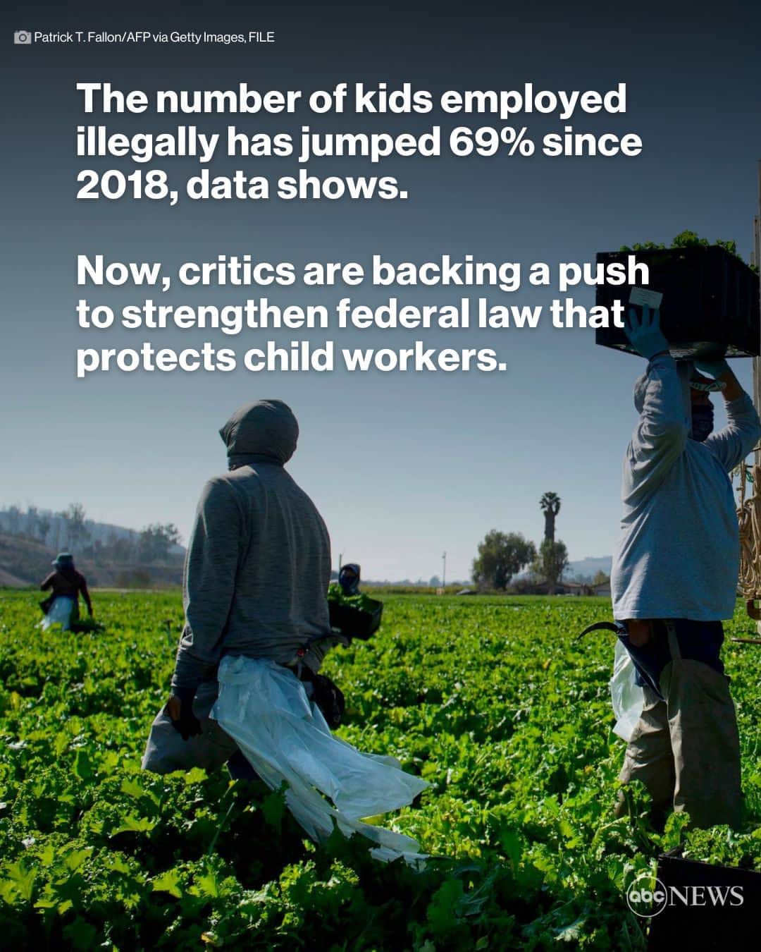 ABC Newsのインスタグラム：「Children aged 12 and older in the U.S. are legally permitted to work long days in tobacco fields outside of school hours in part because child labor laws are relatively lax in agriculture compared to other sectors.   Proponents of strengthening child labor restrictions have turned to Congress, reintroducing a bill that would address the relatively weak standards applied to minors working in agriculture. MORE AT LINK IN BIO.」