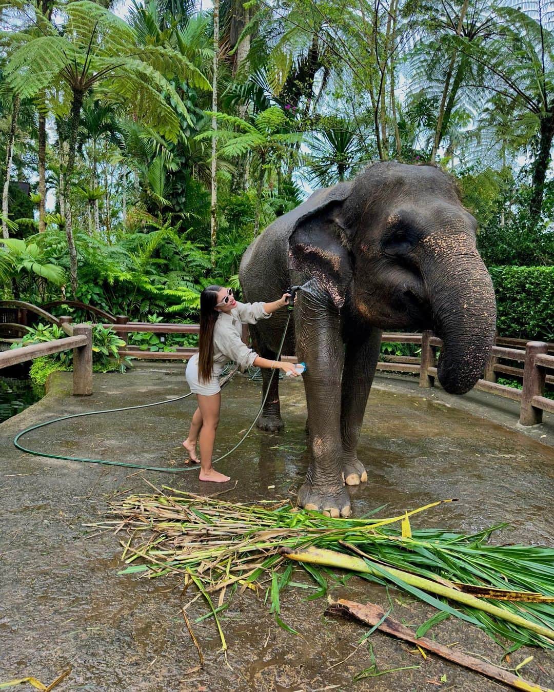 KaThE ArOcAさんのインスタグラム写真 - (KaThE ArOcAInstagram)「No necesito que sea un jueves de tbt para recordar 💭 porque se, que también les pasa, que ven fotos en sus carretes y se dicen a si mismos:  quisiera teletransportarme ya!!!   #bali #indonesia #elephants #santuario #masonelephantpark #safari」6月13日 2時05分 - kathearoca