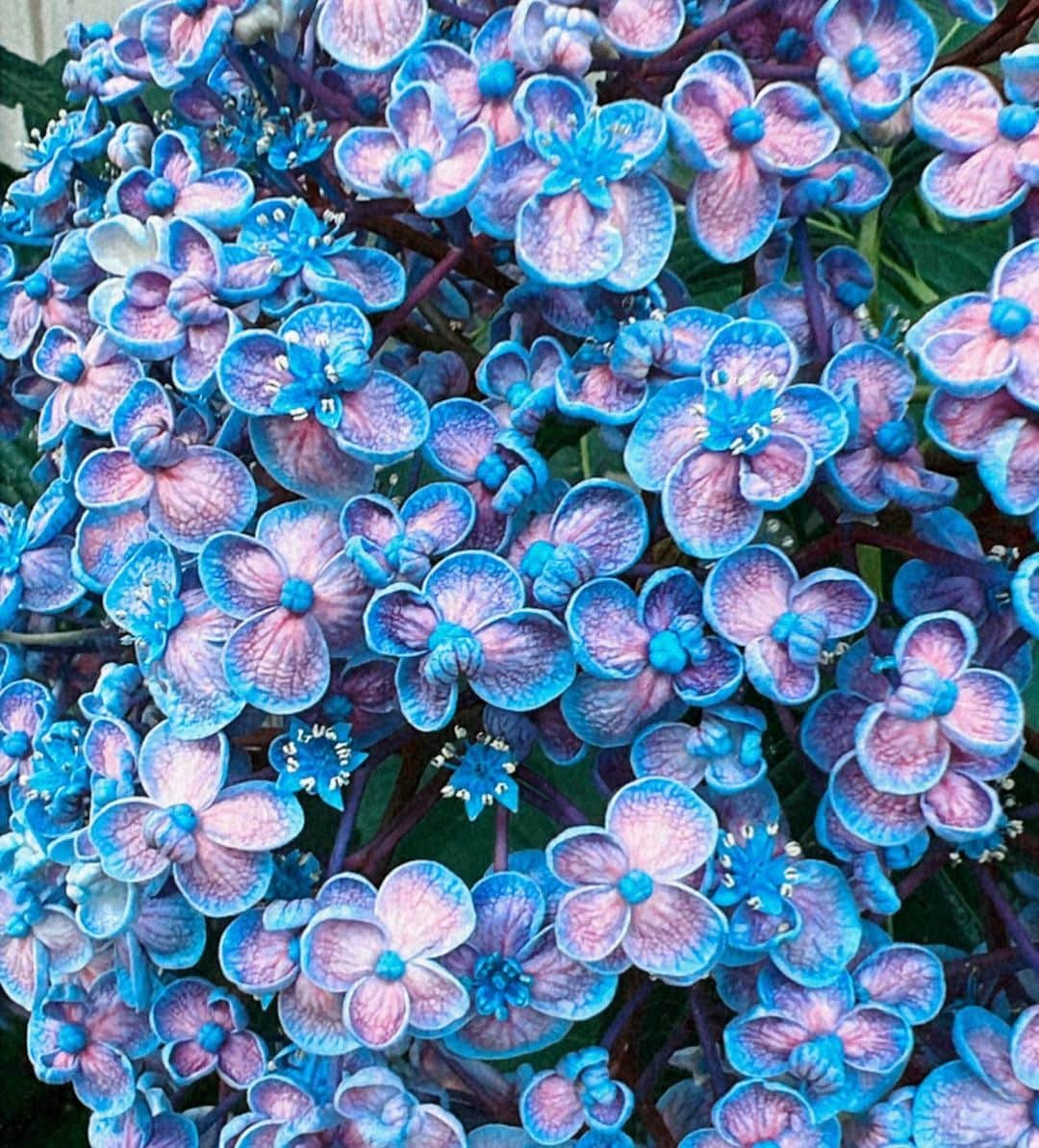 小林 ディスカスさんのインスタグラム写真 - (小林 ディスカスInstagram)「紫陽花って、 本当にたくさんの色と種類がある！  6月、 梅雨は嫌いだけど、 紫陽花だけが唯一の救い…。 　 #tokyo #japan #fashion #beauty #東京ライフ #flower #花のある暮らし #あじさい #紫陽花」6月13日 2時11分 - discus_kobayashi