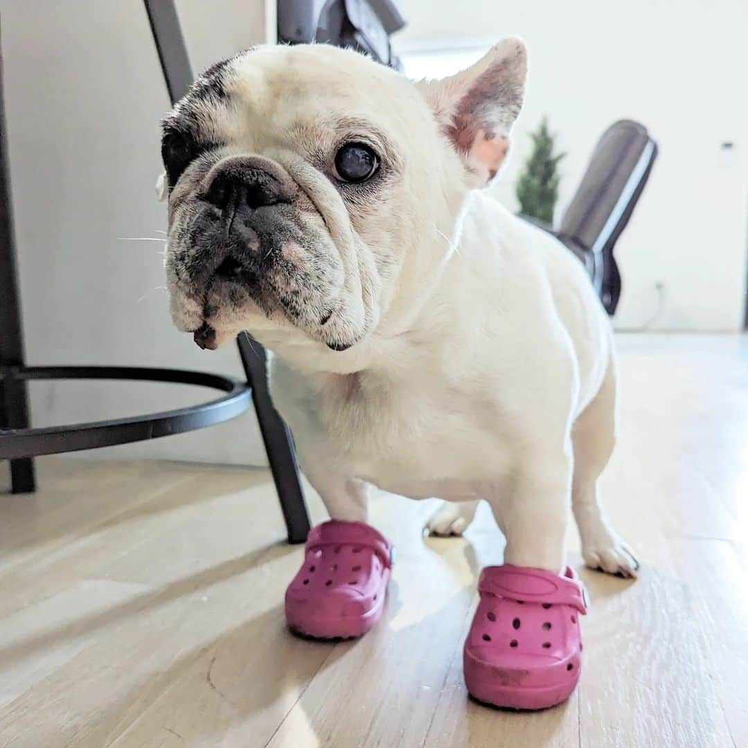 Manny The Frenchieさんのインスタグラム写真 - (Manny The FrenchieInstagram)「Someone thinks she's funny and put her shoes on me! Little sisters i tell ya! 🙄」6月13日 3時46分 - manny_the_frenchie