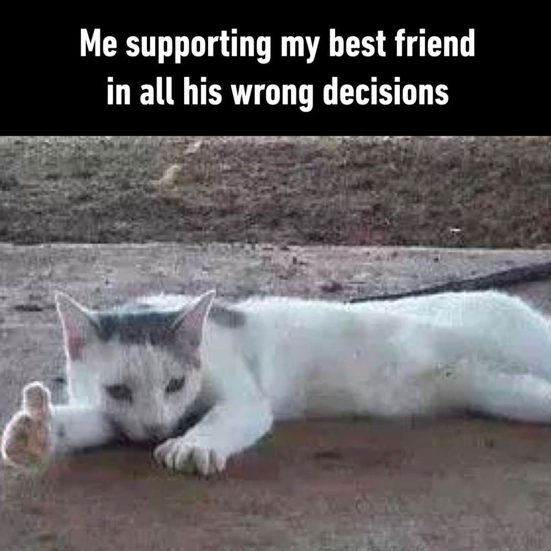 9GAGさんのインスタグラム写真 - (9GAGInstagram)「gotta be supportive  - #cat #friends #bff #wrongdecision #supportive #memes #9gag」6月13日 4時01分 - 9gag