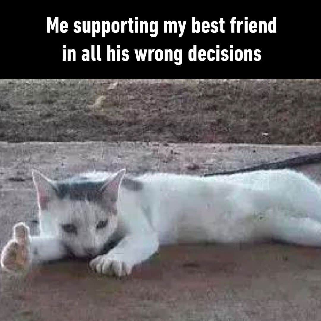9GAGさんのインスタグラム写真 - (9GAGInstagram)「gotta be supportive - #cat #friends ...