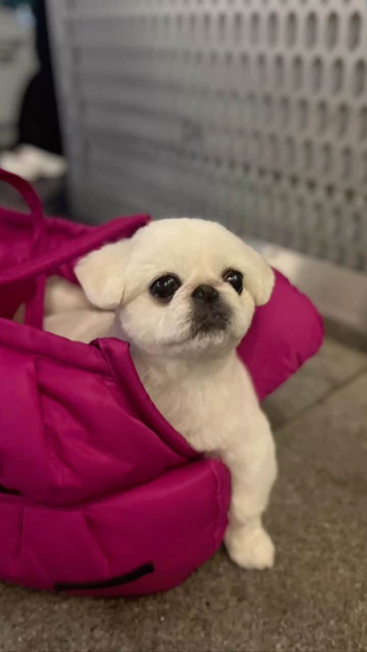 カン・イェウォンのインスタグラム：「💓🐶」