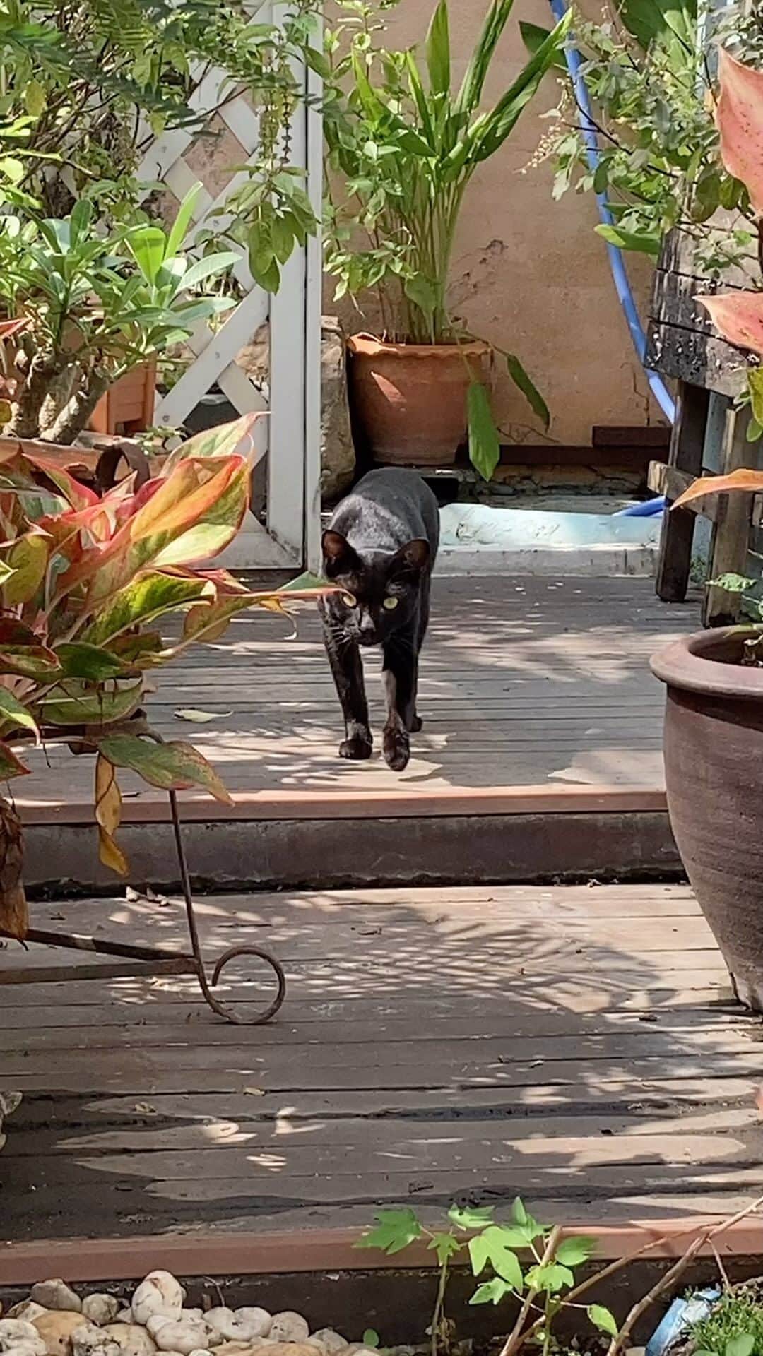 土井コマキのインスタグラム：「cats and dogs 2022 Nov. noteに旅の記録 #こまきっぷ  #bankok #バンコク」