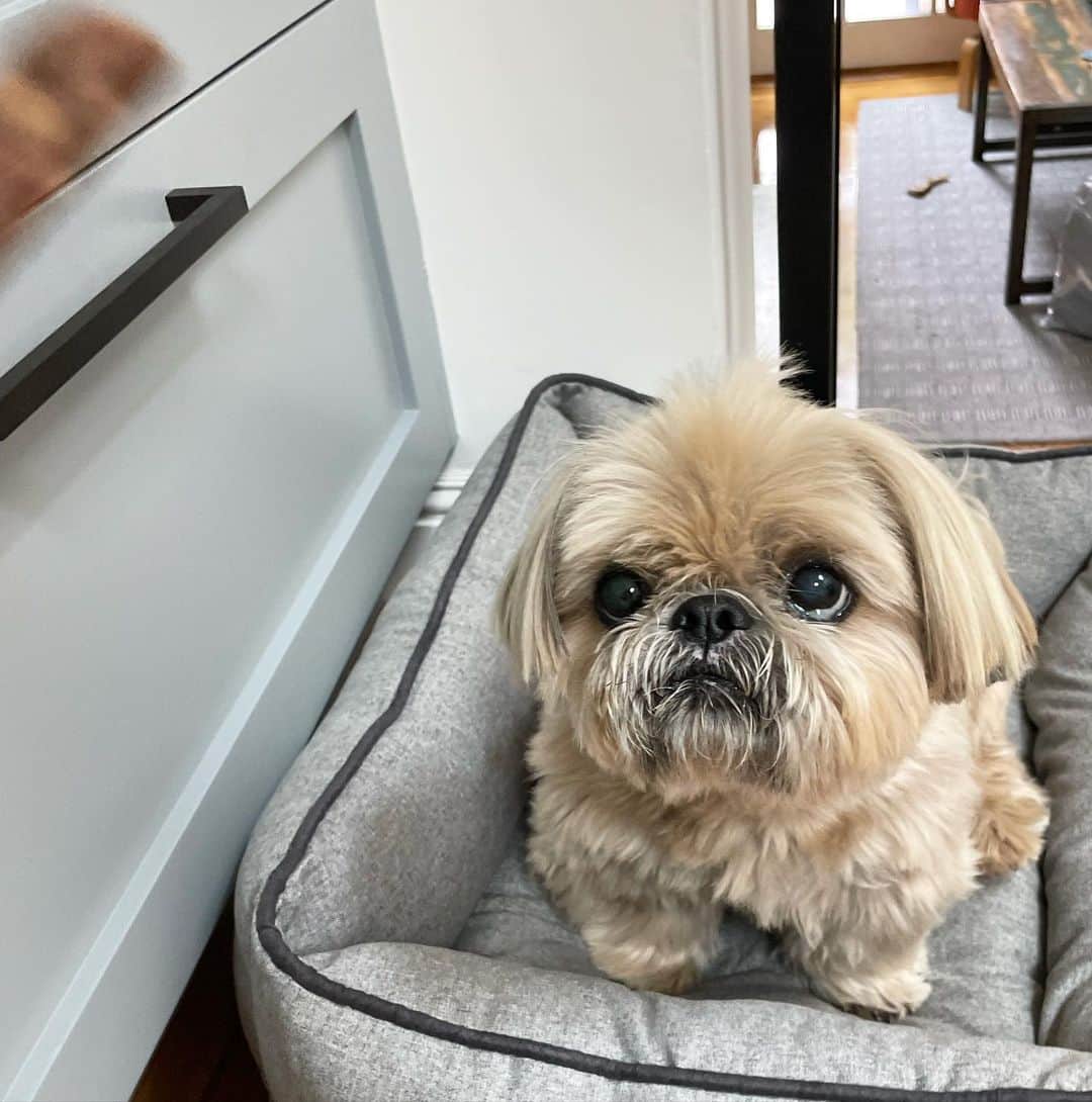 Dougie the Shih Tzuのインスタグラム：「Treat tracking.」